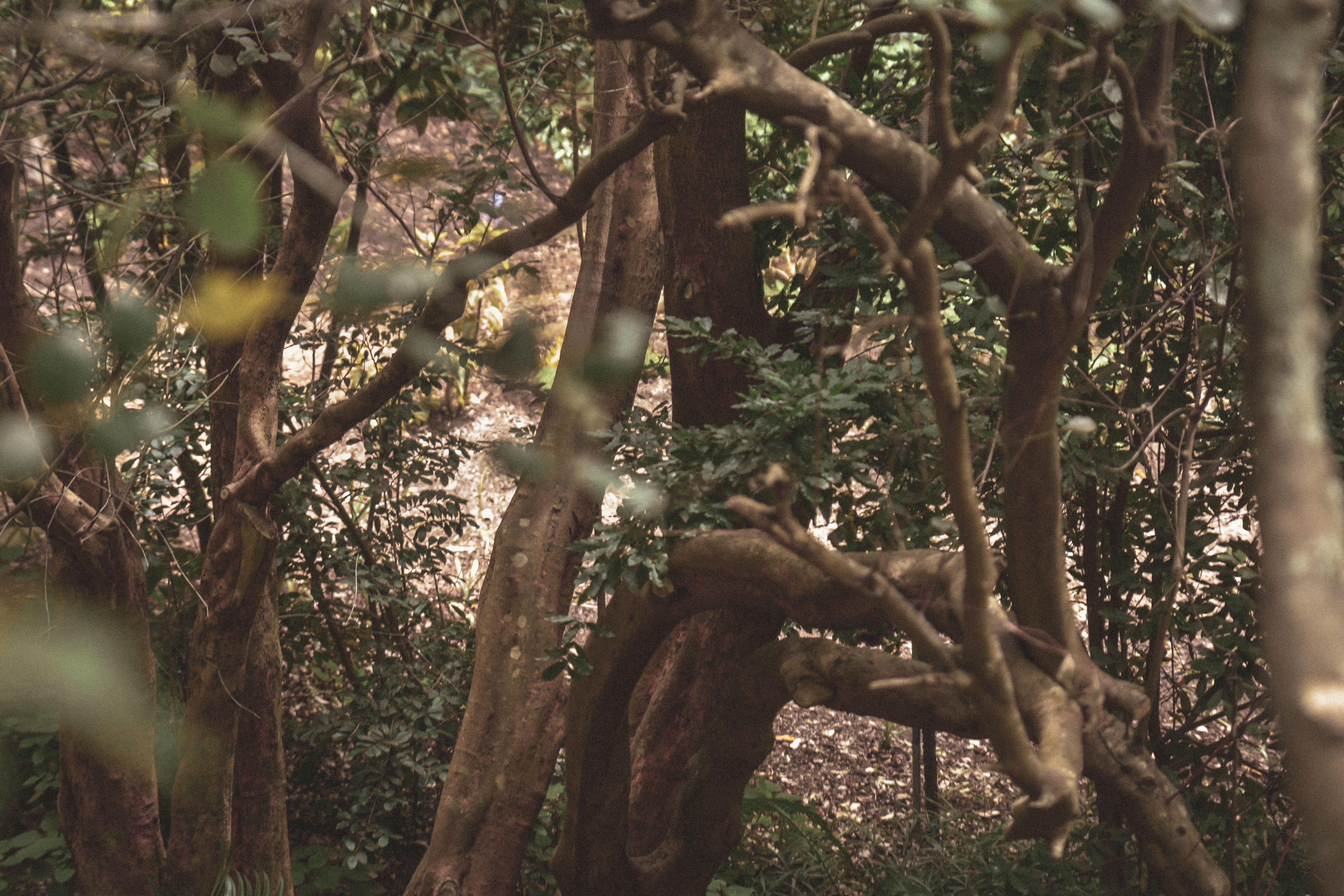 nature, animal, monkey, land, cape town, no people, animal themes, mammal, plant, animals in the wild, branch, 5K, one animal, south africa, outdoors, HD Wallpaper