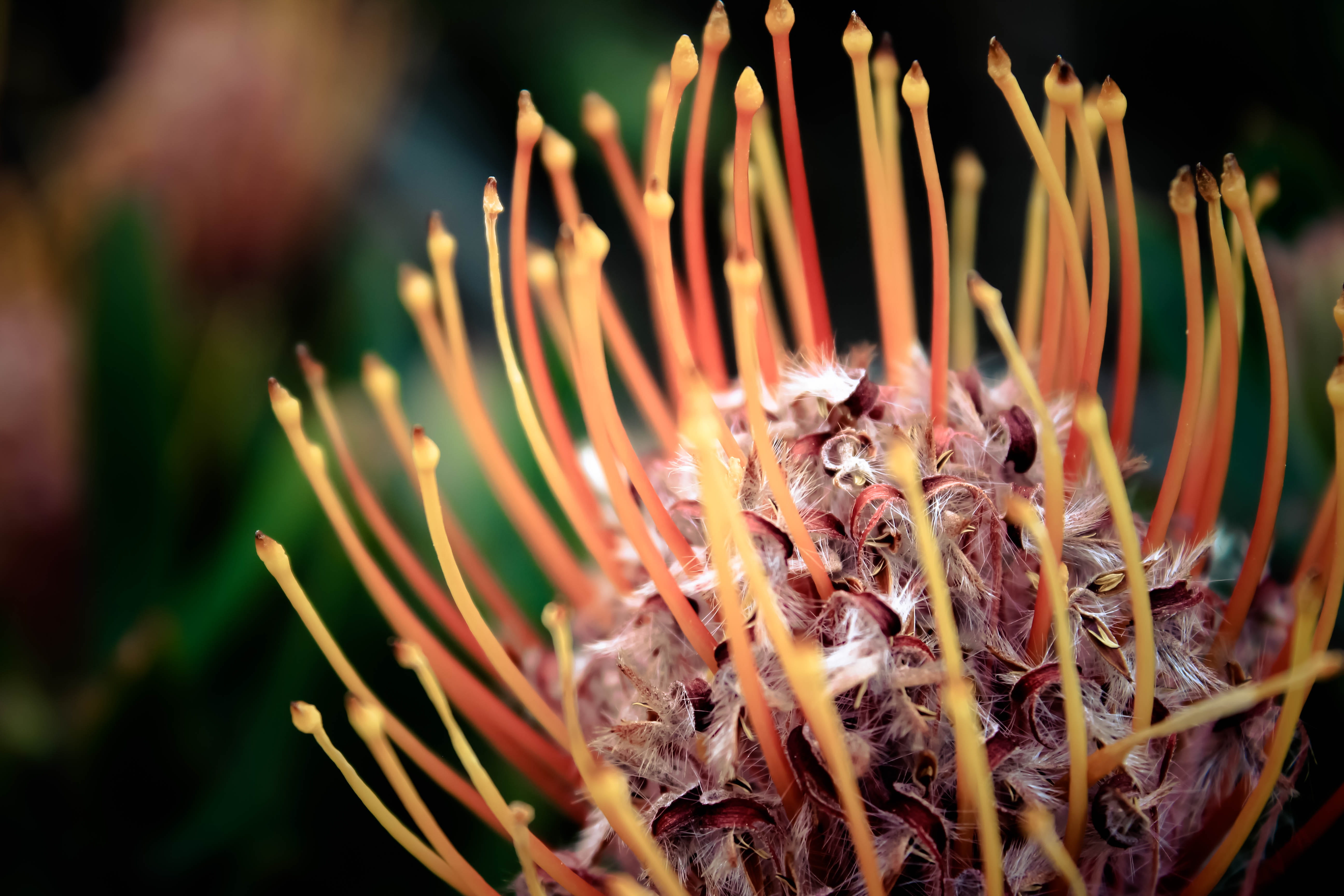 macro, flower, sea life, insect, cape town, kirstenbosch national botanical garden, focus on foreground, marine, animals in the wild, beauty in nature, HD Wallpaper