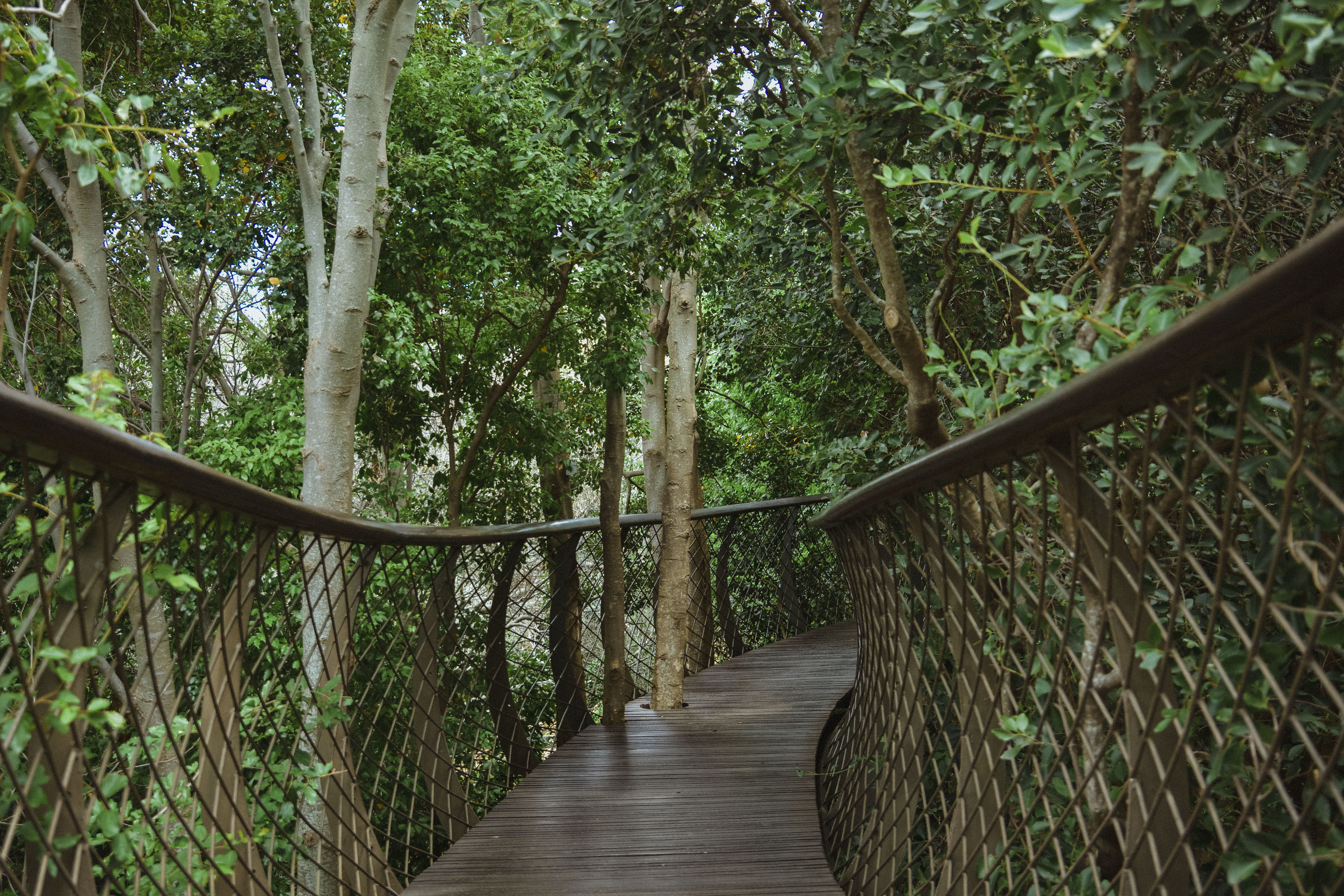 connection, day, architecture, growth, tranquility, south africa, tranquil scene, diminishing perspective, railing, direction, beauty in nature, footpath, HD Wallpaper