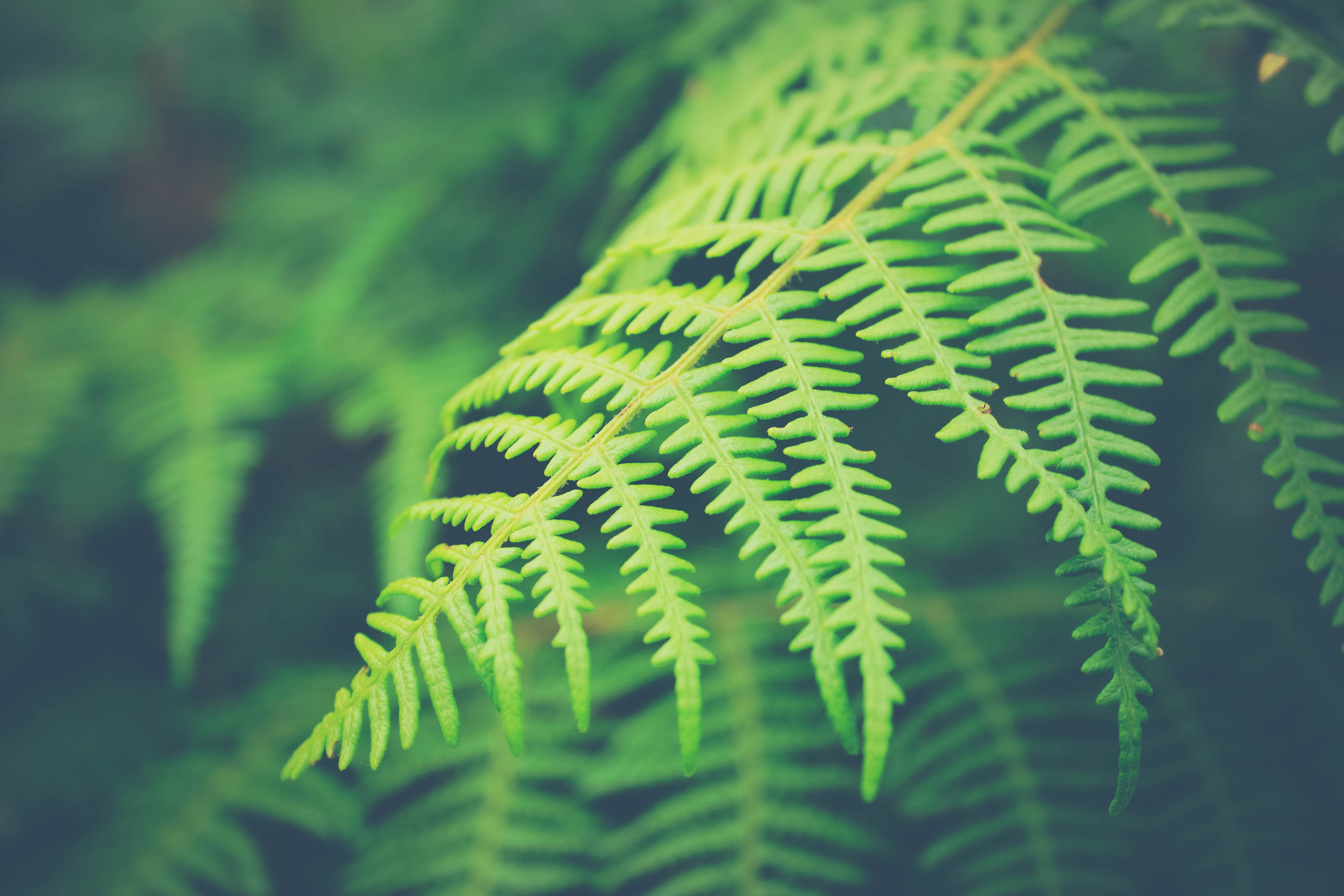 selective focus, south africa, palm leaf, trees, green, tranquility, pine tree, leaf, growth, plant part, focus on foreground, kirstenbosch national botanical garden, HD Wallpaper