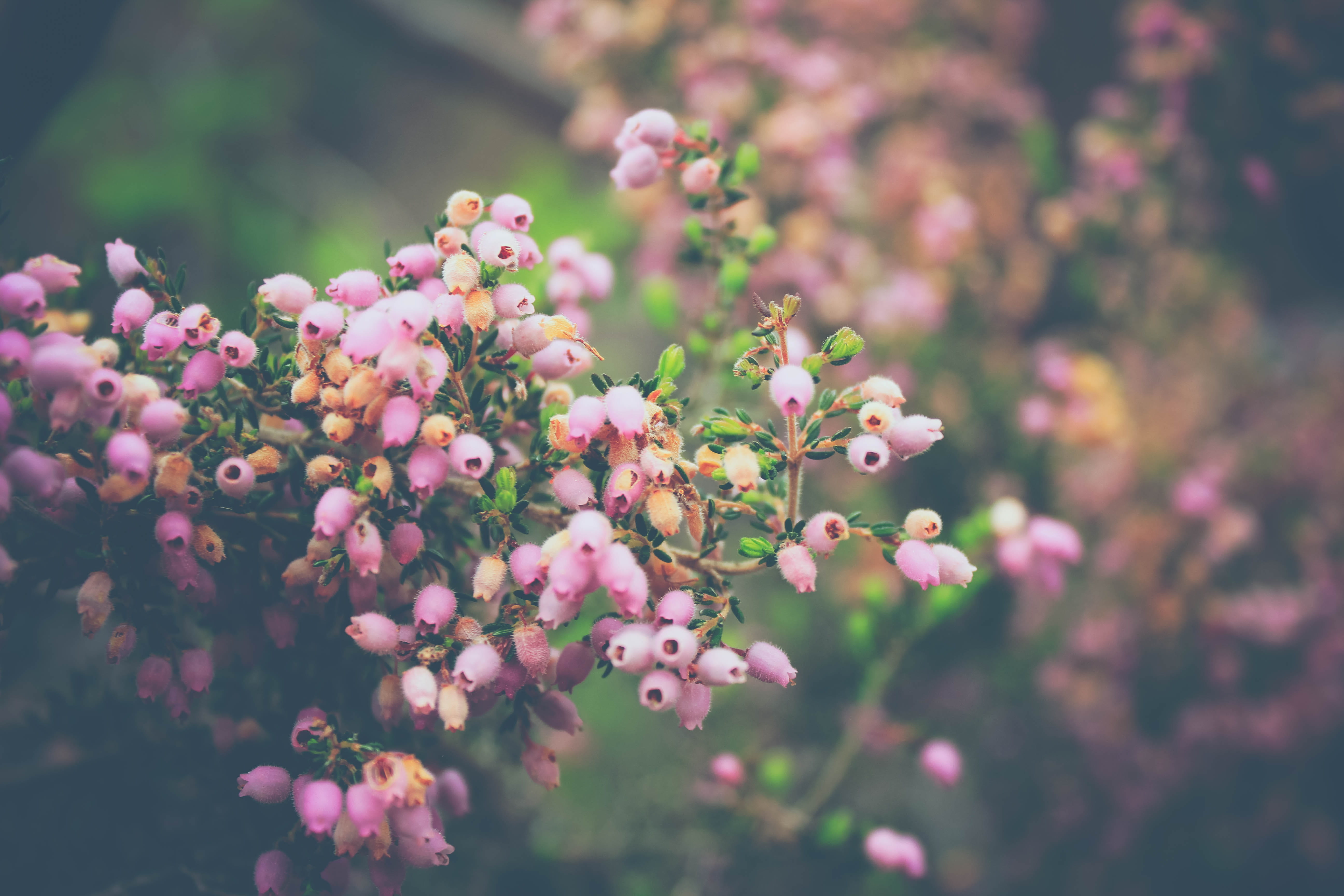 freshness, flowering plant, plant, close-up, kirstenbosch national botanical garden, pink color, petal, outdoors, south africa, day, flower head, nature, HD Wallpaper