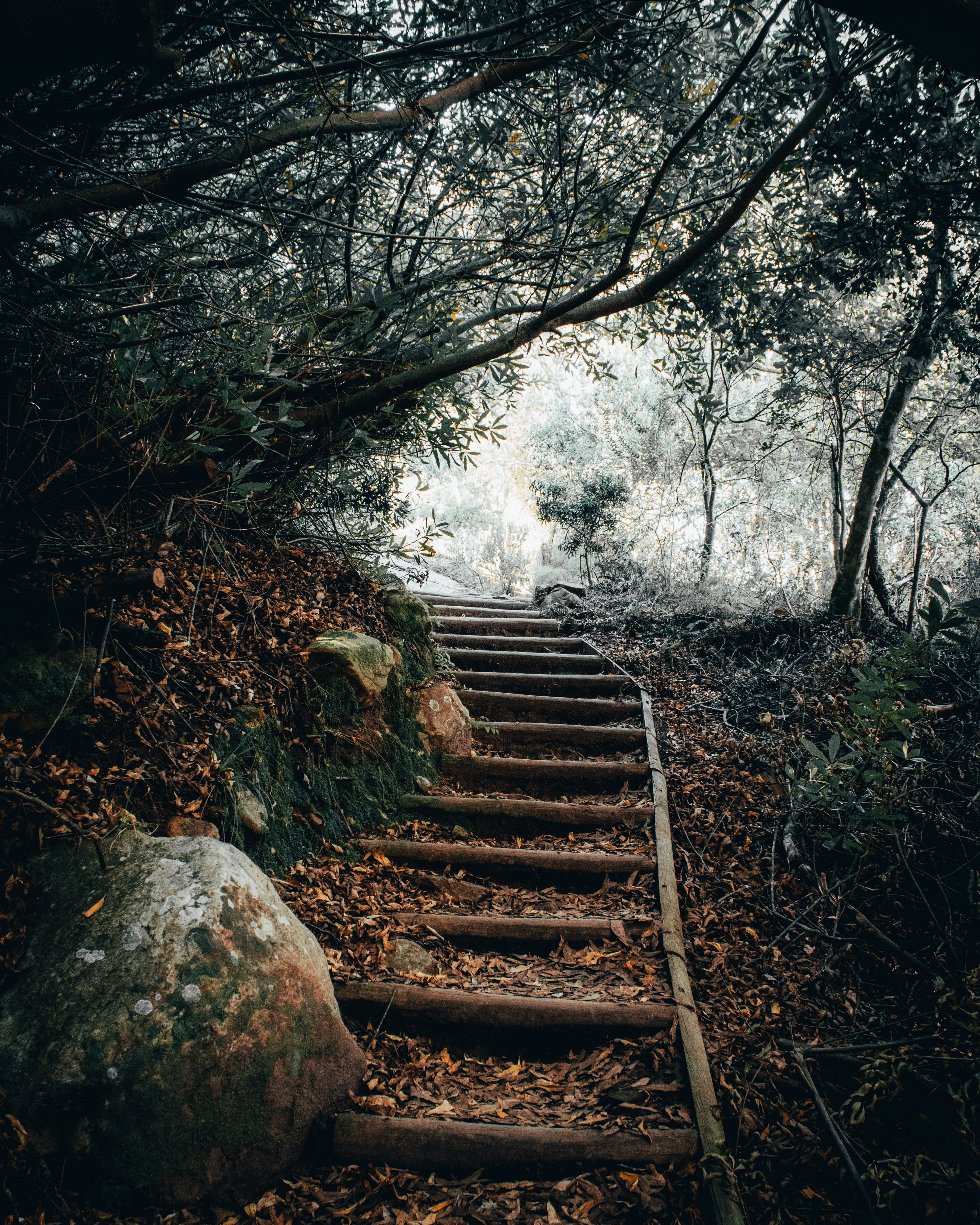 railing, tranquility, day, rock - object, staircase, direction, kirstenbosch national botanical garden, 4K, tree, growth, outdoors, plant, land, solid, Phone HD Wallpaper