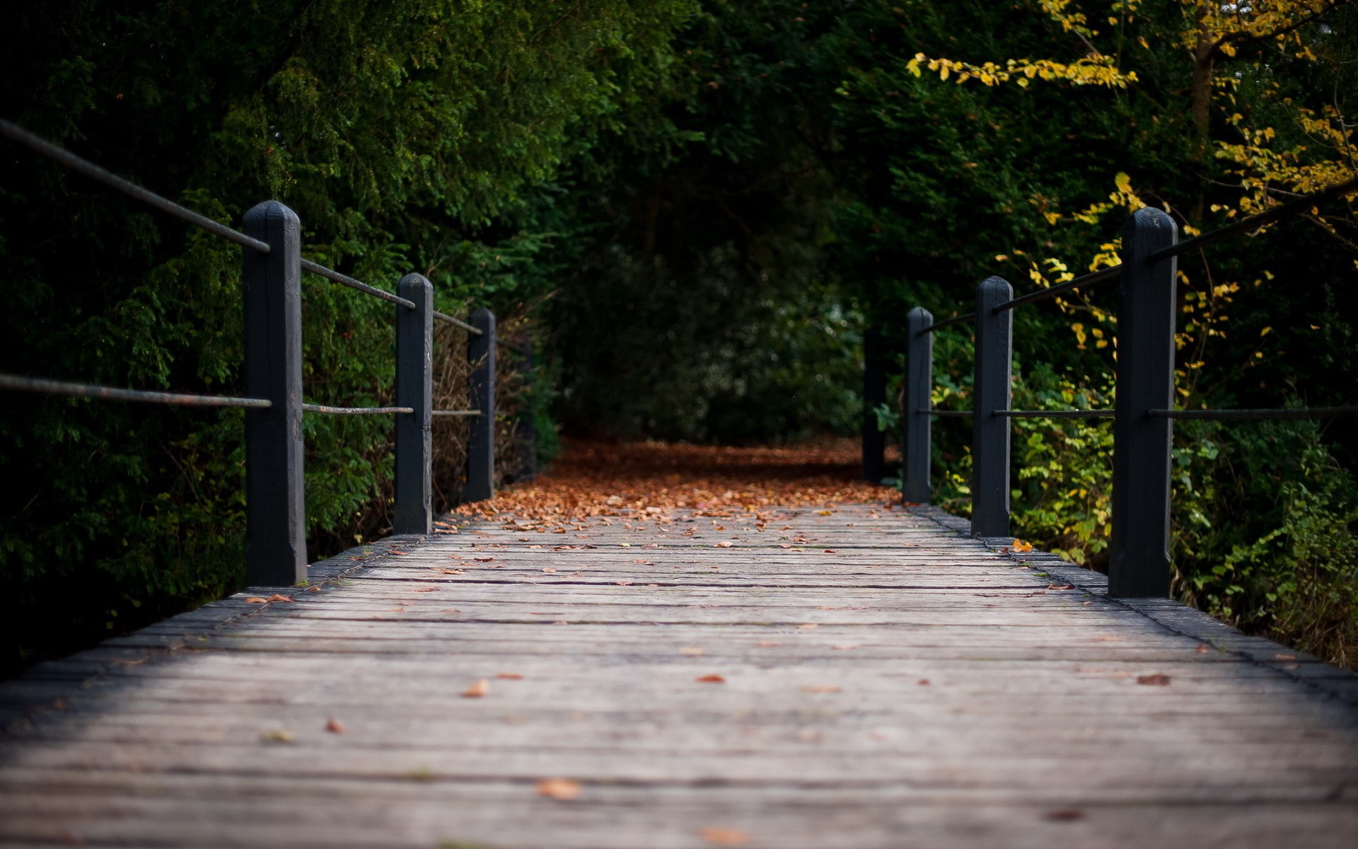 gate, selective focus, bridge, tree, the way forward, park, footpath, nature, day, growth, no people, railing, 1080P, park - man made space, change, footbridge, HD Wallpaper