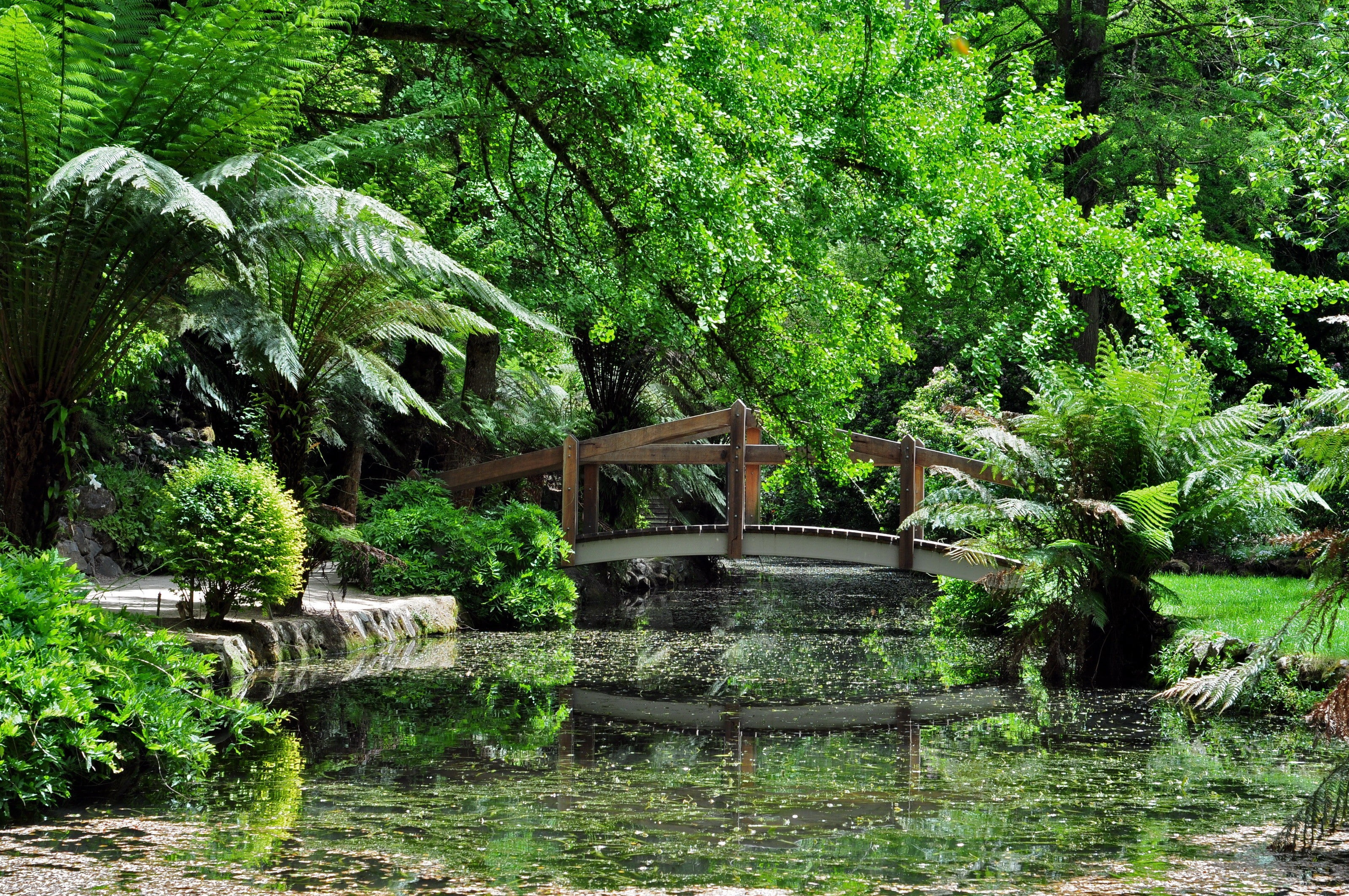 flowing, outdoors, water, plant, flowing water, day, bridge, green color, built structure, growth, tranquility, park, landscape, bridge - man made structure, HD Wallpaper