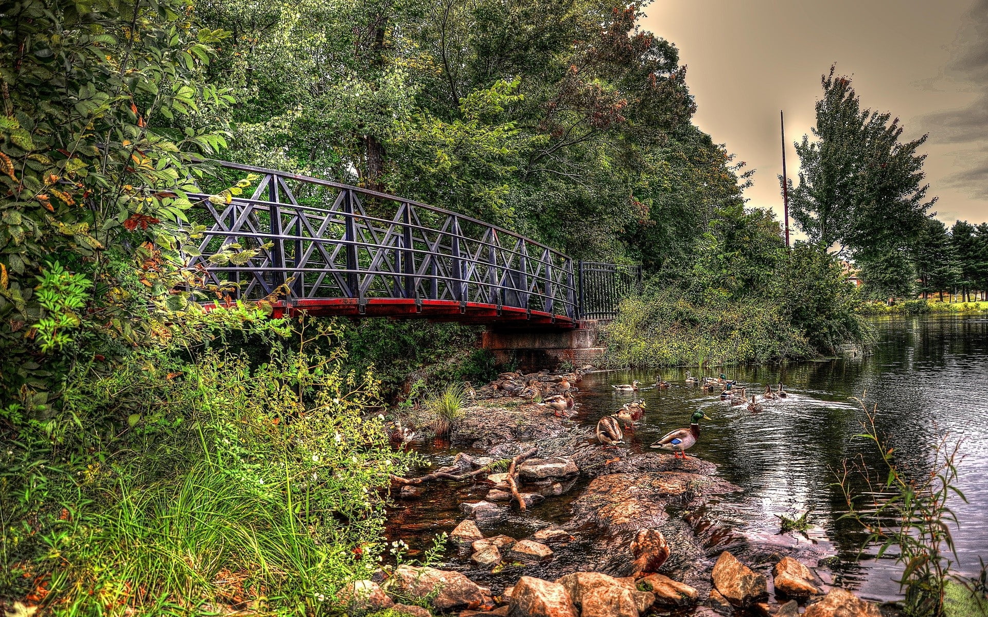 landscape, land, outdoors, water, transportation, footbridge, tree, 1080P, HDR, tranquility, day, bridge, built structure, growth, forest, architecture, HD Wallpaper