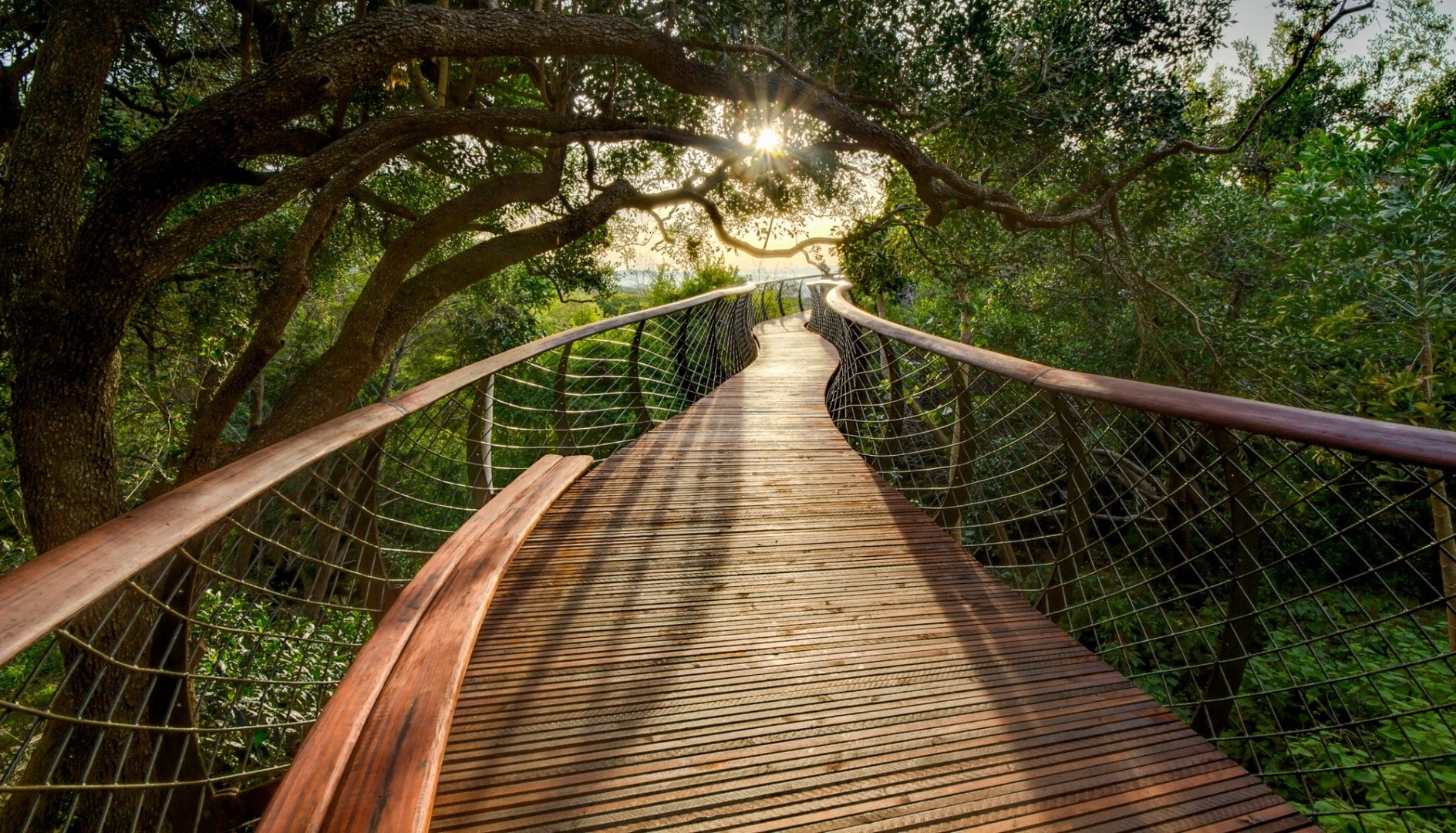 nature, green color, growth, 720P, bamboo - plant, outdoors, footpath, footbridge, the way forward, bridge - man made structure, beauty in nature, direction, HD Wallpaper