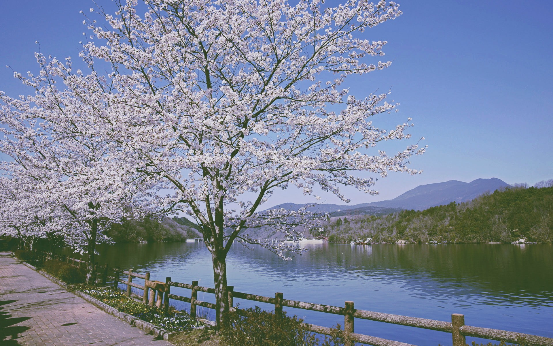 tranquility, flower, nature, day, water, sky, flowering plant, trees, beauty in nature, cherry blossom, scenics - nature, outdoors, 1080P, springtime, HD Wallpaper