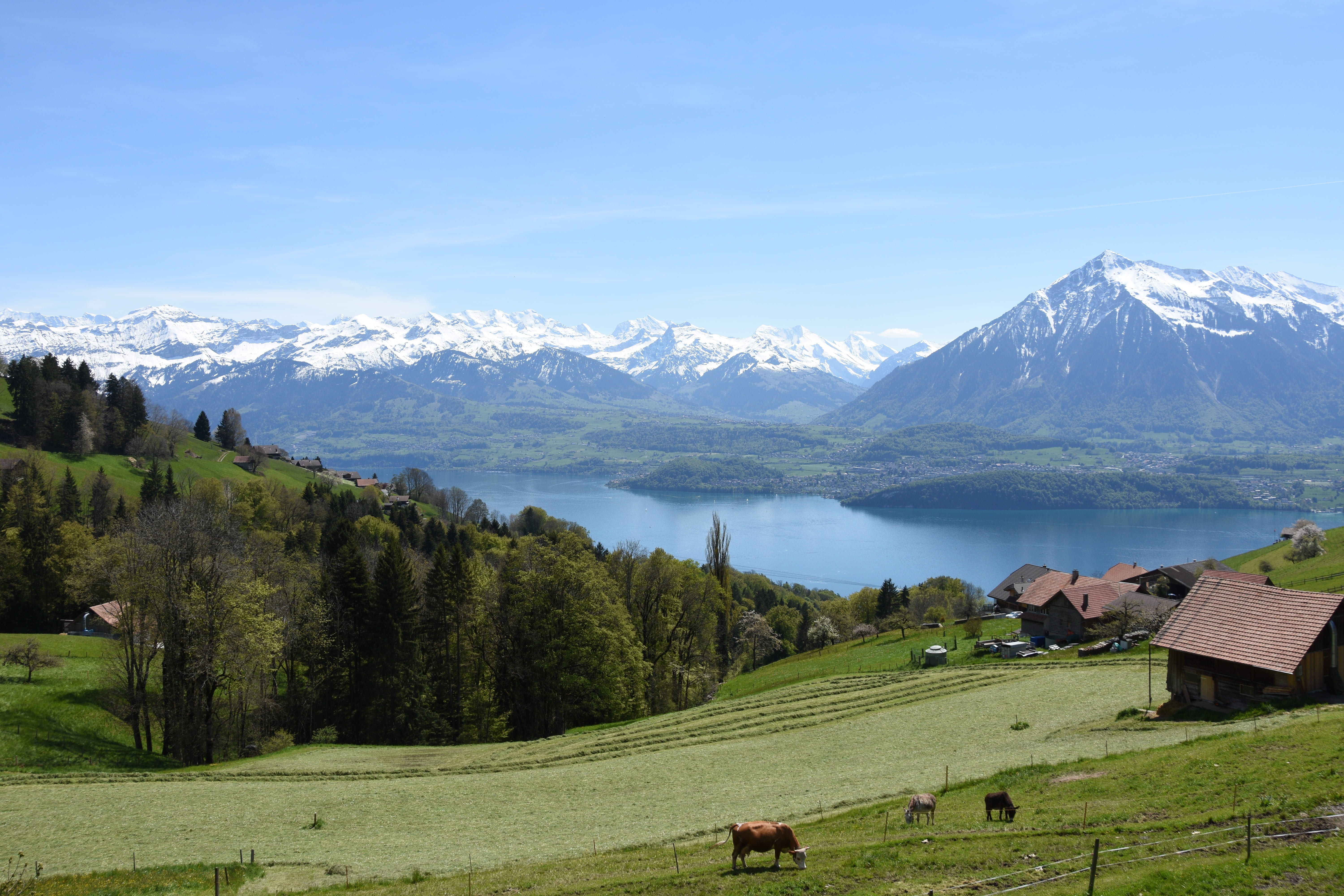 green, snowcapped mountain, plant, green color, outdoors, environment, bernese oberland, mountains, switzerland, lake thun, tree, 5K, no people, spring, HD Wallpaper