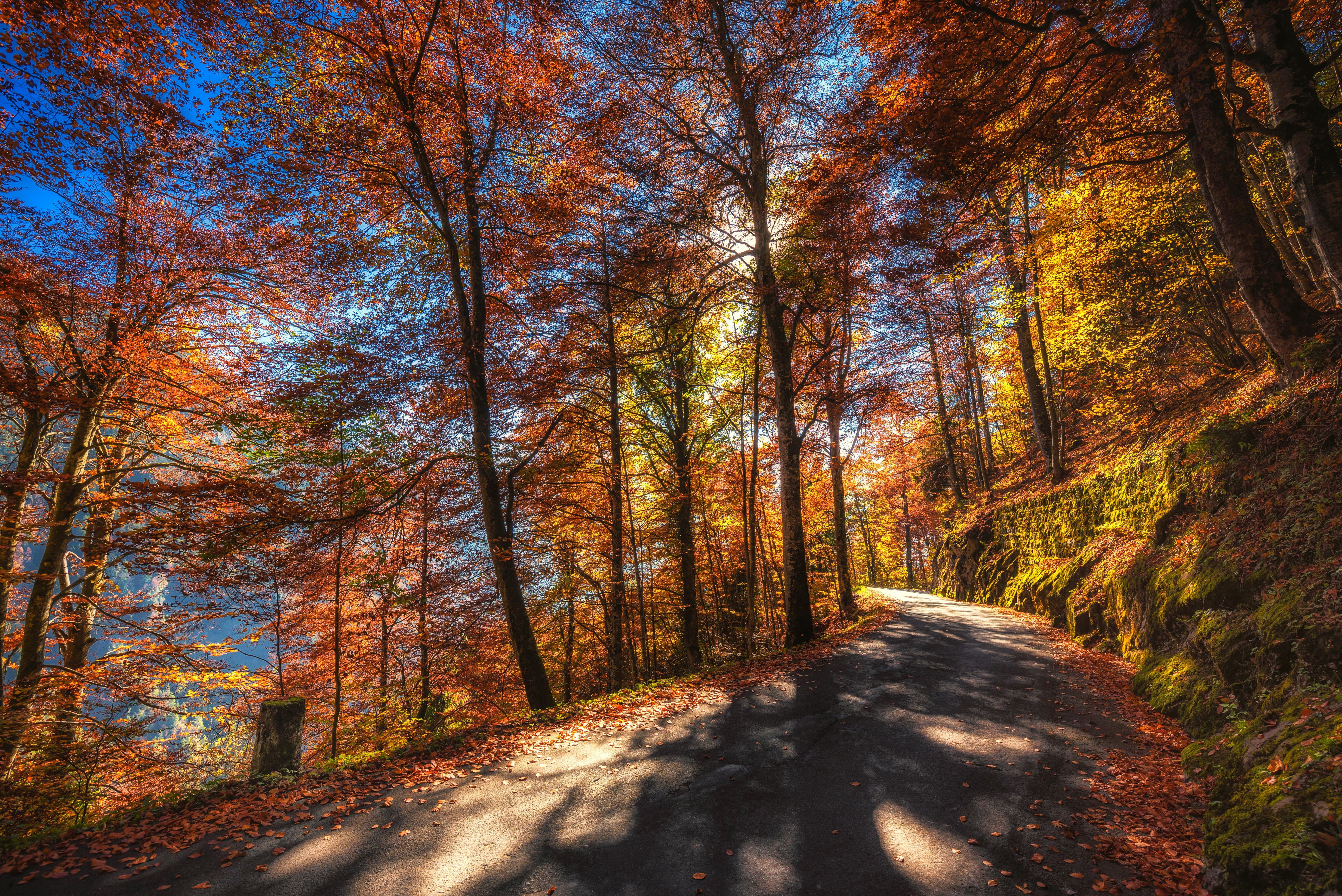 forest, 5K, leaves, trees, Thun, mountains, moss, Switzerland, road, the sun, autumn, slope, Canton of Berne, HD Wallpaper