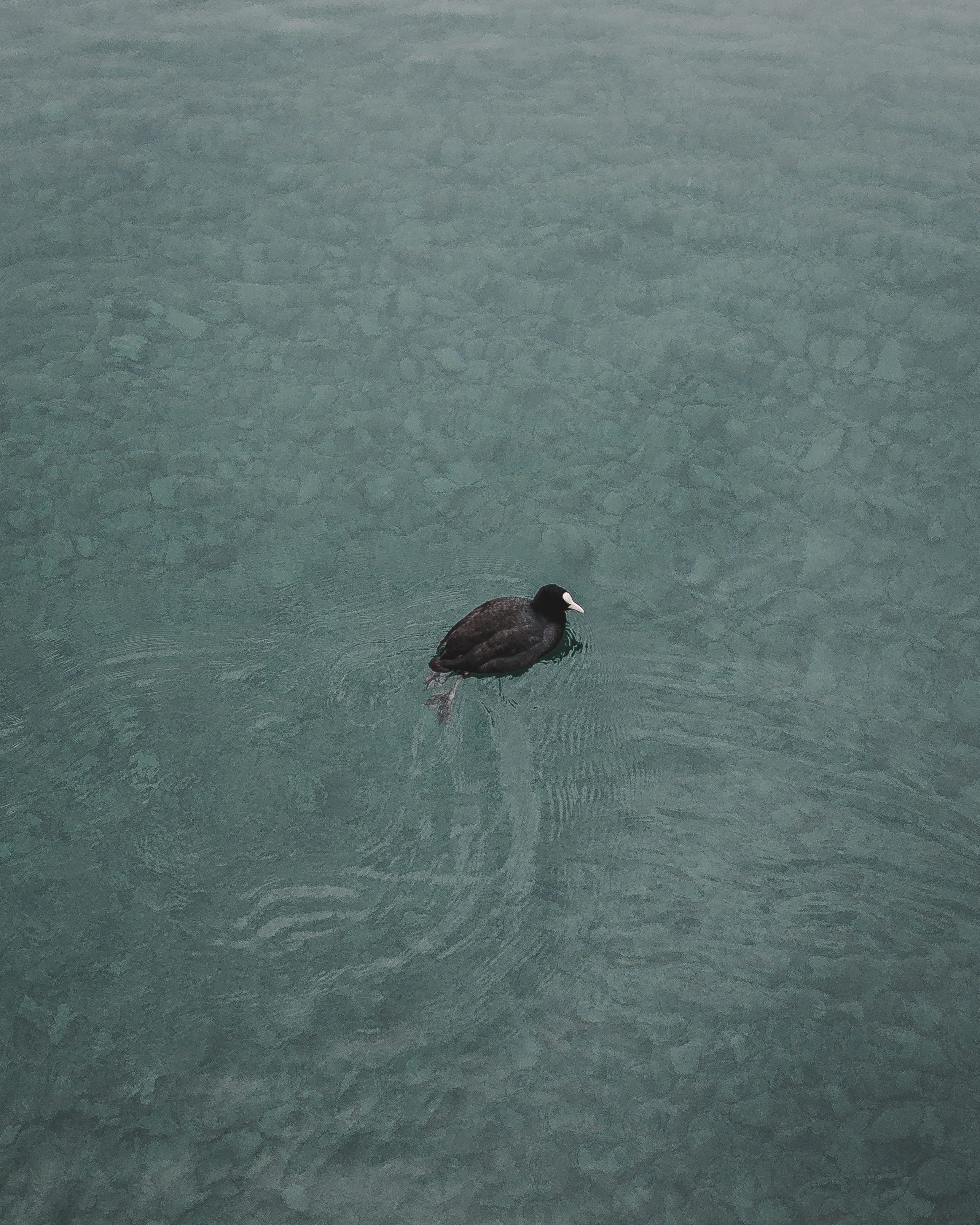 2K, high angle view, bird, aqua, thun, water, swimming, beauty in nature, outdoors, no people, animal wildlife, minimal, animal, switzerland, animals in the wild, Phone HD Wallpaper