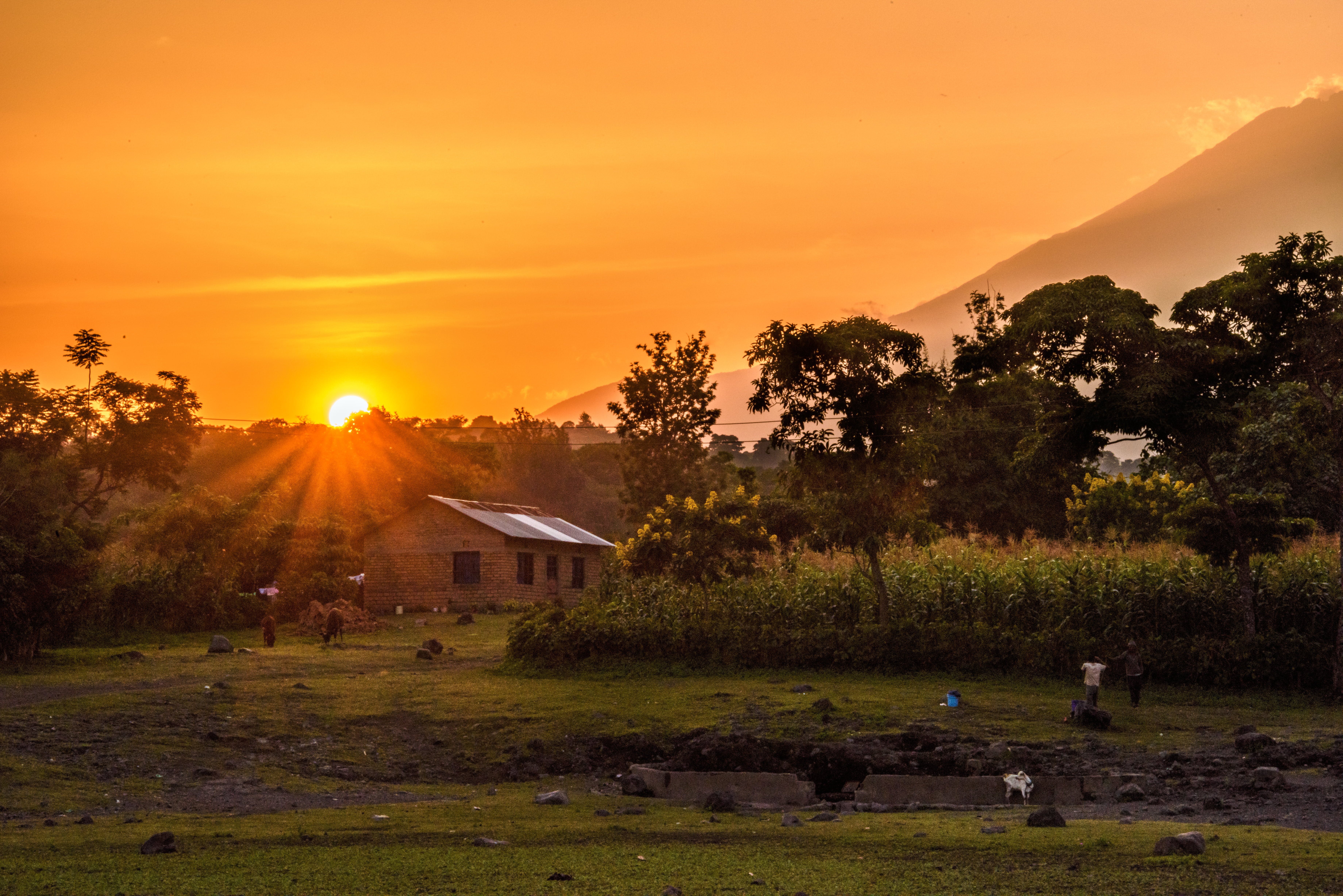 surrounded, Sunset, golden hour, 5K, Foothills, Mount Meru, tall, golden, brown, nature, hour, Africa, brown house, trees, tanzania, foothill, Mt. Meru, HD Wallpaper