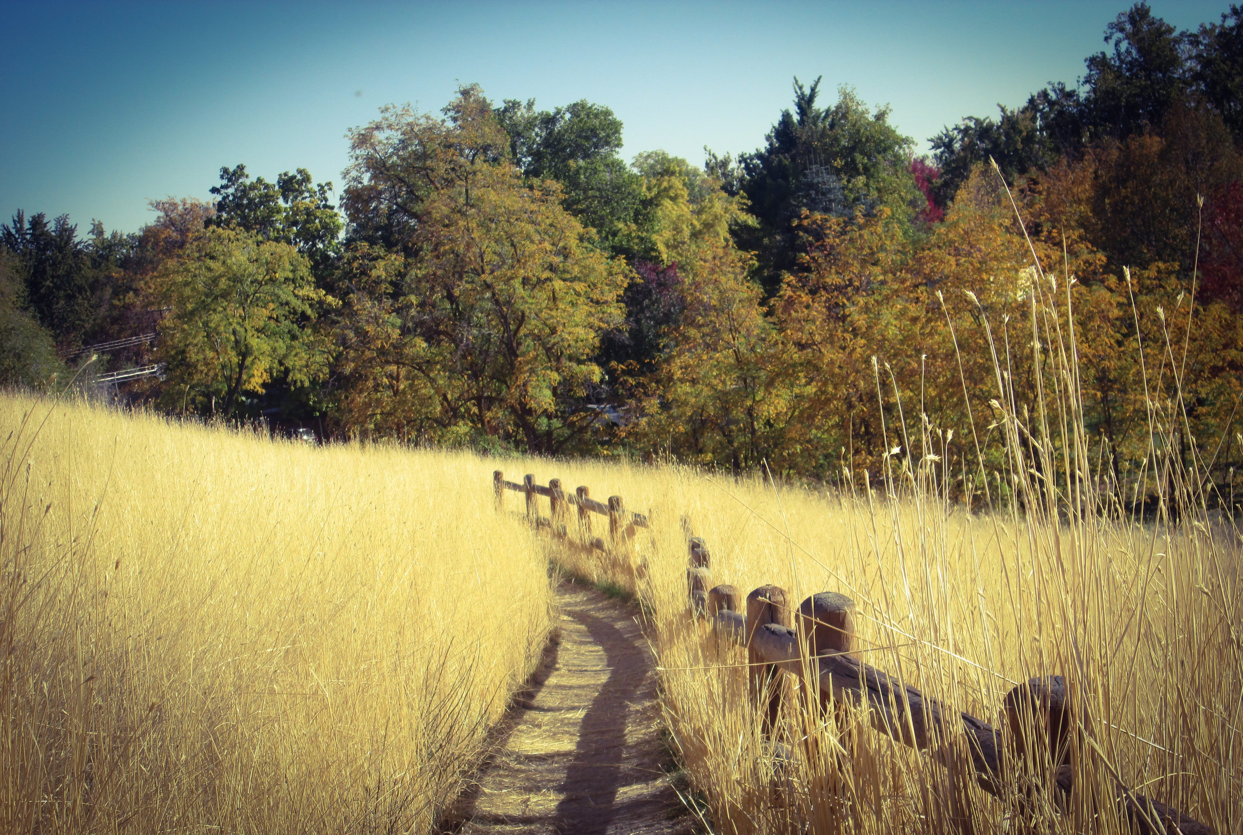 tree, park, grass, beauty In Nature, sky, tranquil scene, october, nature, blue, Boise, farm, pathway, scenics, Autumn, non-Urban Scene, green Color, plant, HD Wallpaper