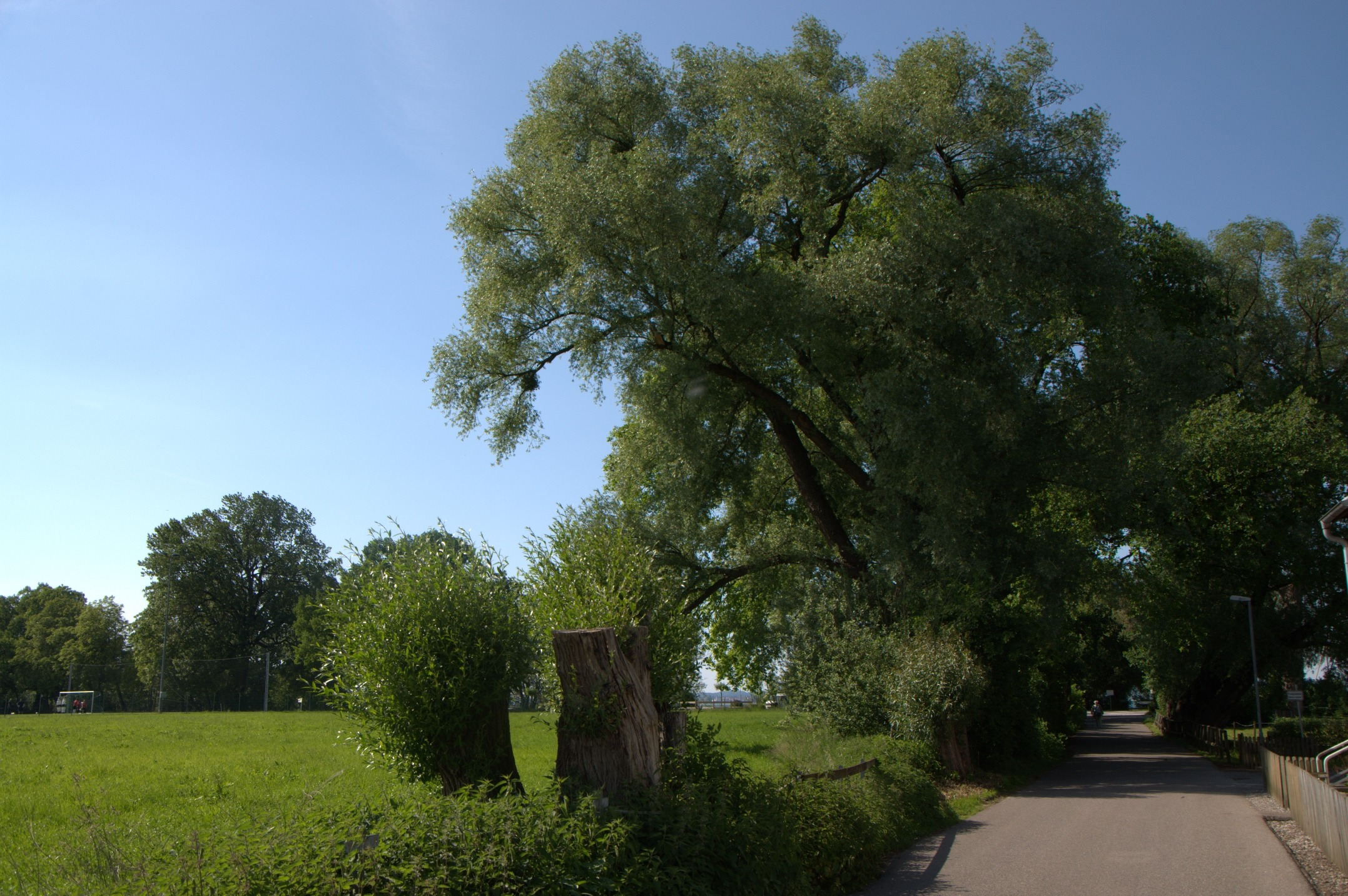 outdoors, direction, tranquil scene, bregenz, green color, nature, 1080P, no people, tranquility, sunlight, germany, grass, footpath, the way forward, HD Wallpaper