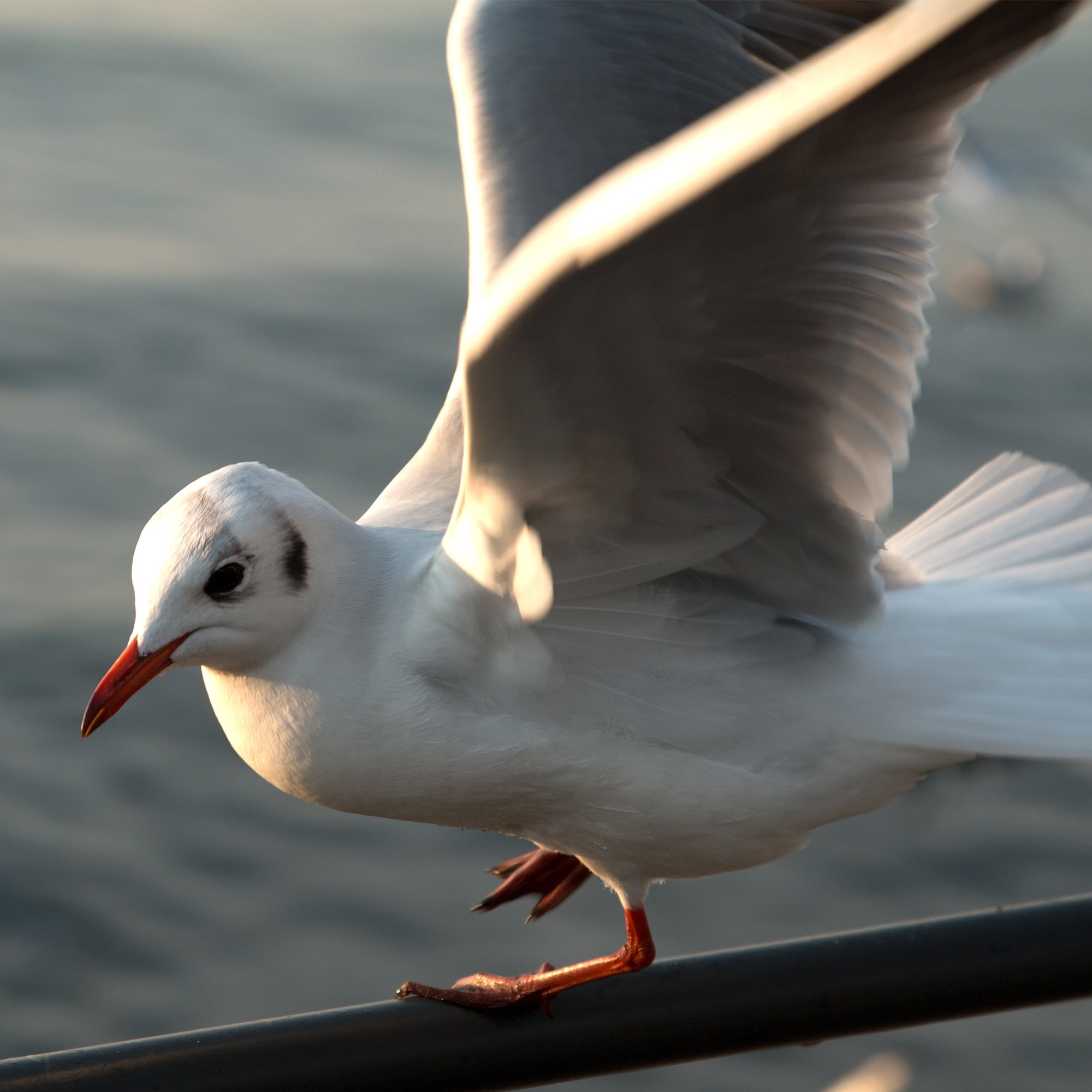 one animal, 1080P, day, animals in the wild, sea bird, bird, outdoors, spread wings, seagull, side view, animal themes, focus on foreground, close-up, Phone HD Wallpaper