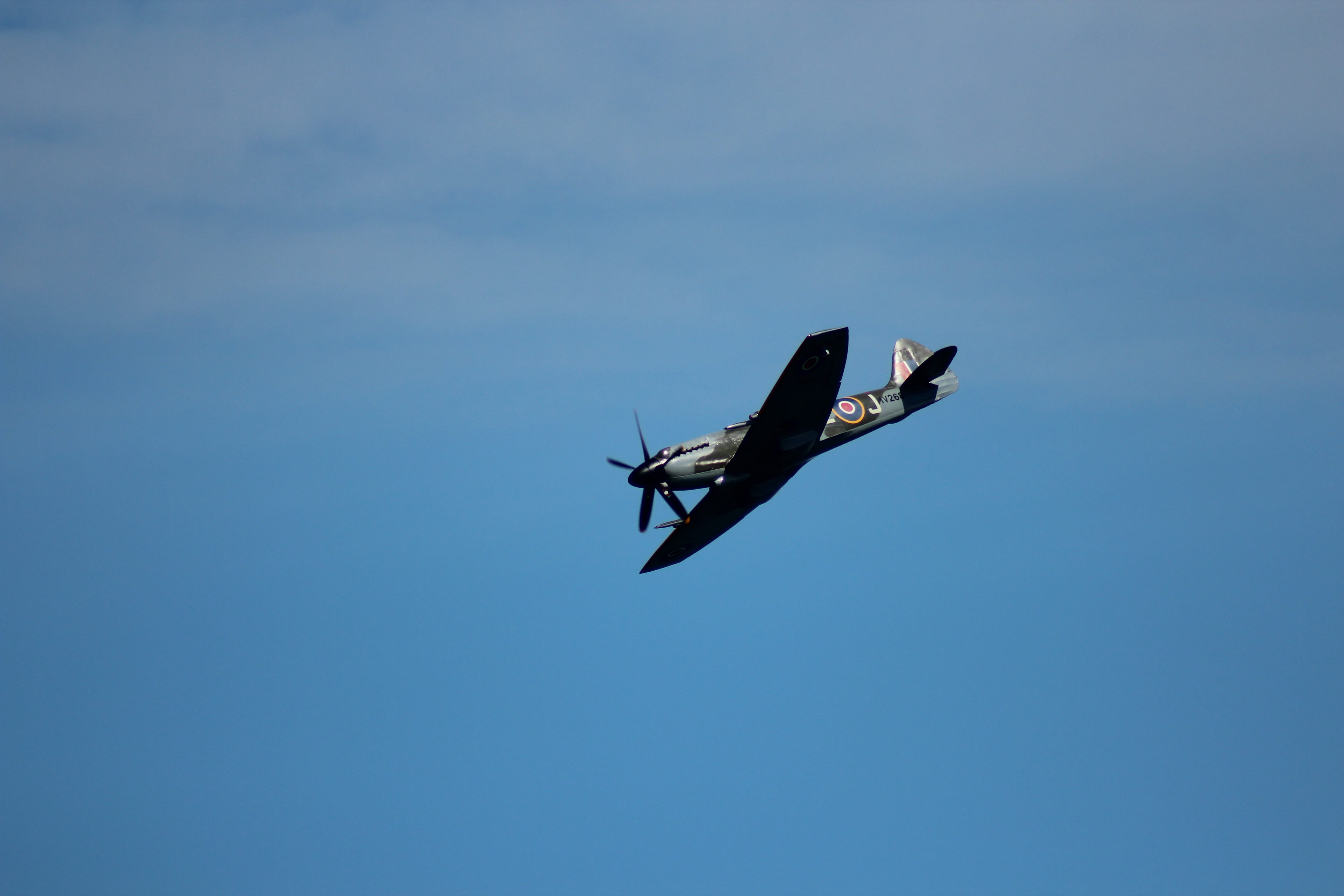 historic flight, war, animals in the wild, clear sky, outdoors, aviate, one animal, airplane, airshow, battle of britain, sky, raf, transportation, flying, HD Wallpaper