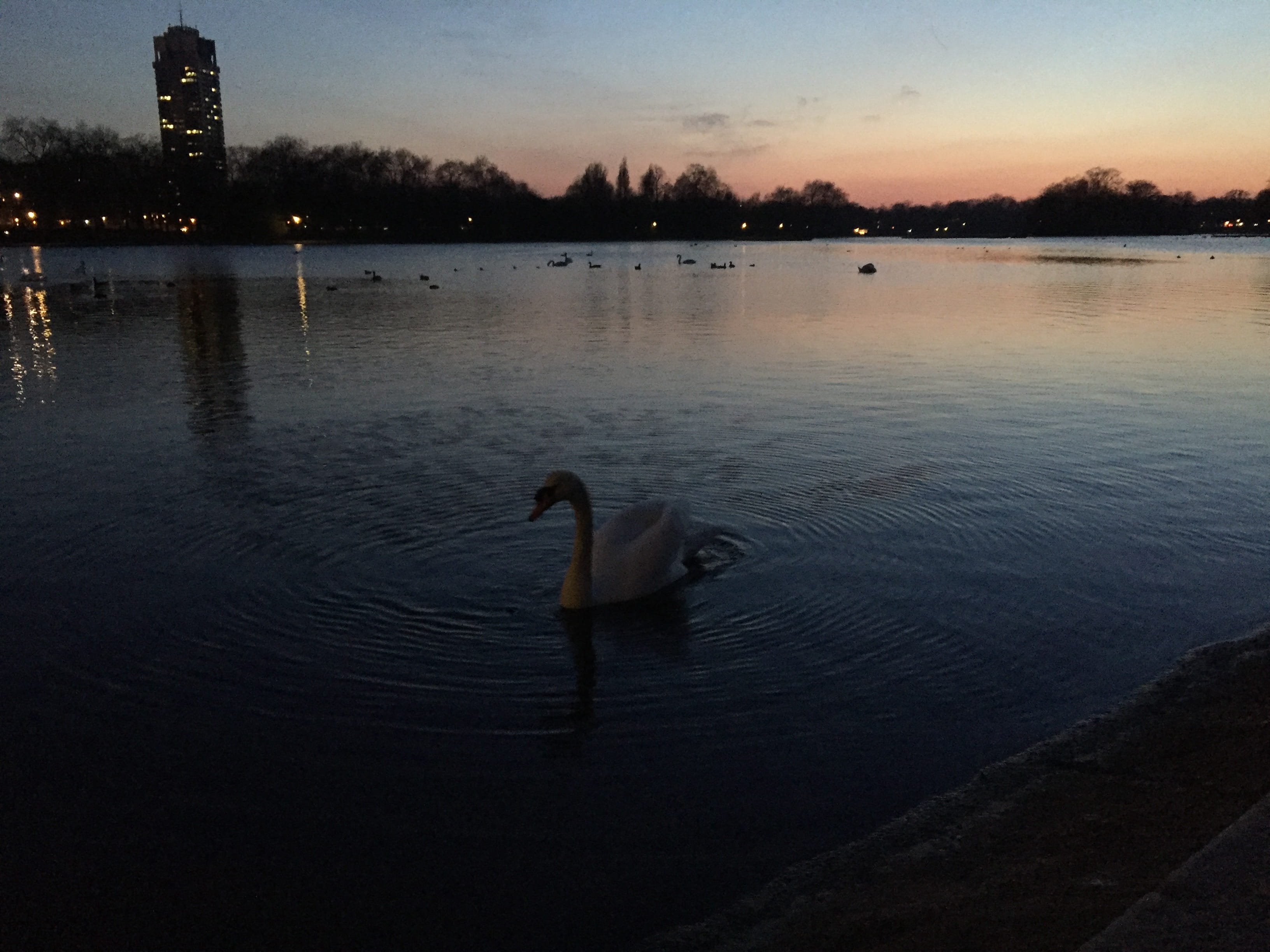 reflection, vertebrate, dusk, serpentine, animal themes, scenics - nature, swan, animal wildlife, lake, nature, bird, hyde park, animal, sunset, beauty in nature, HD Wallpaper
