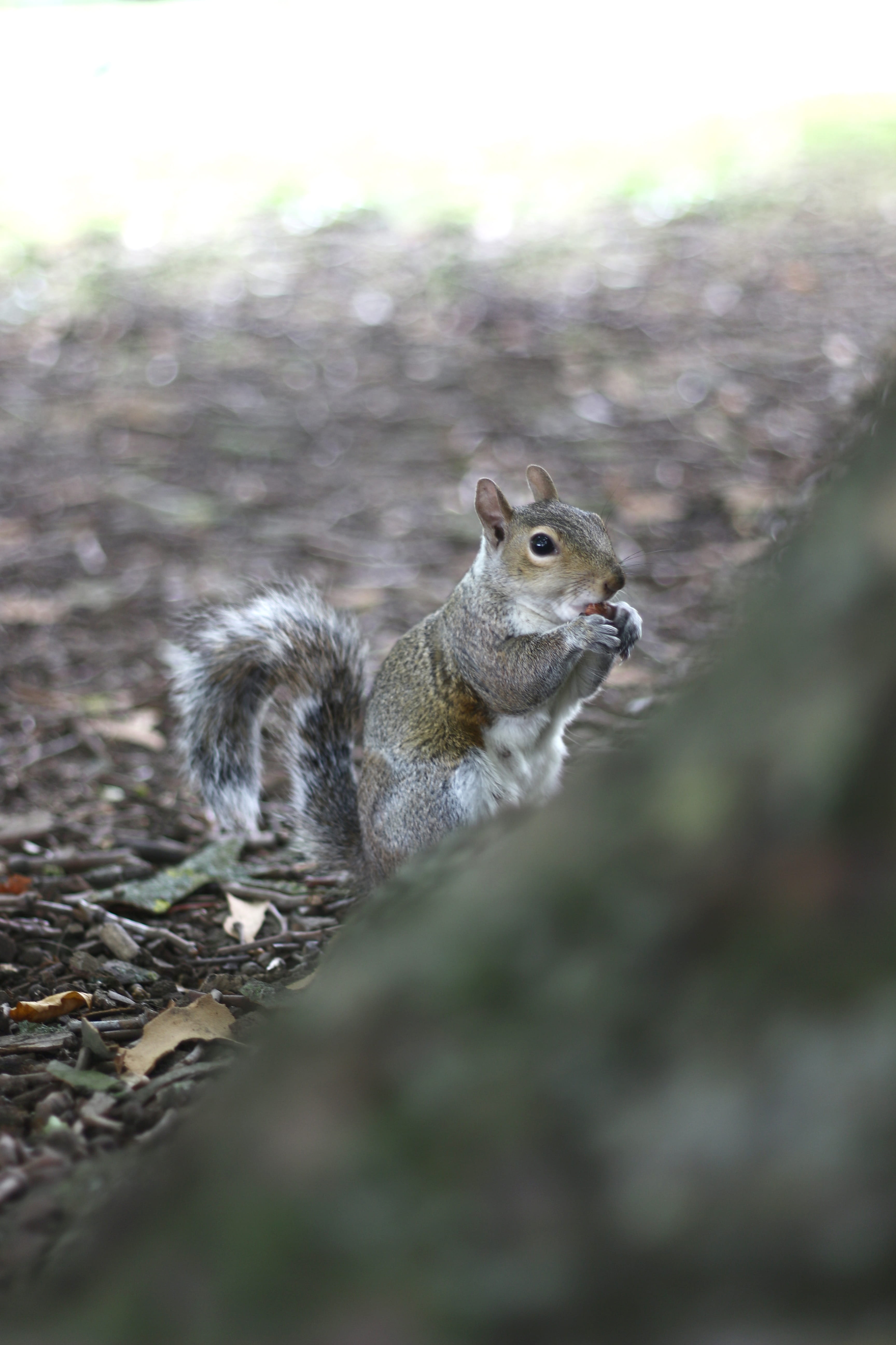 day, 5K, outdoors, squirrel, animal themes, united kingdom, nature, animal, field, feed, london, no people, selective focus, rodent, land, animal wildlife, Phone HD Wallpaper