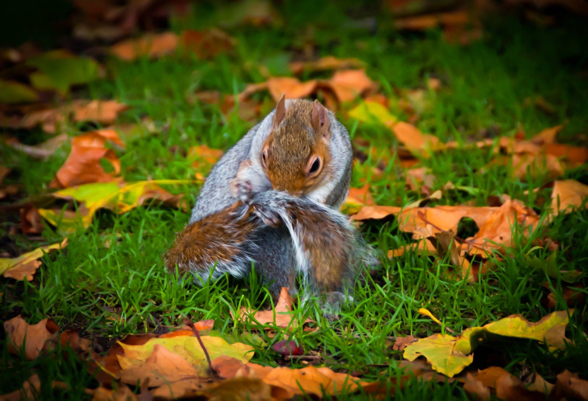 England, Hyde Park, Park, Fall, Cute, 1080P, Squirrel, London, Nature, Animal, Wildlife, Acorn, HD Wallpaper