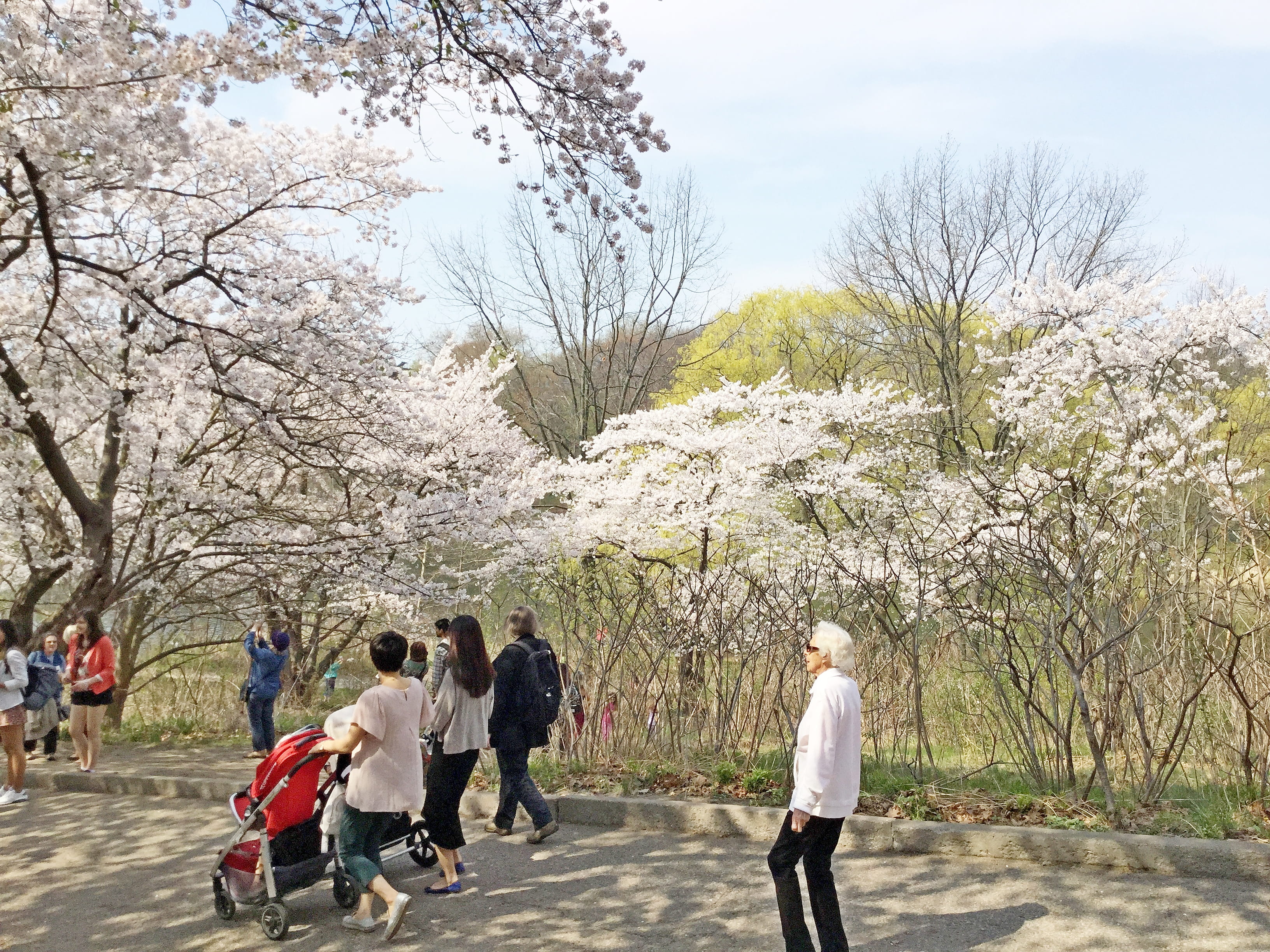 canada, sleeve, togetherness, men, females, pants, asphalt, person, blossom, plant, tree, day, clothing, medium group of people, full length, human, group of people, HD Wallpaper