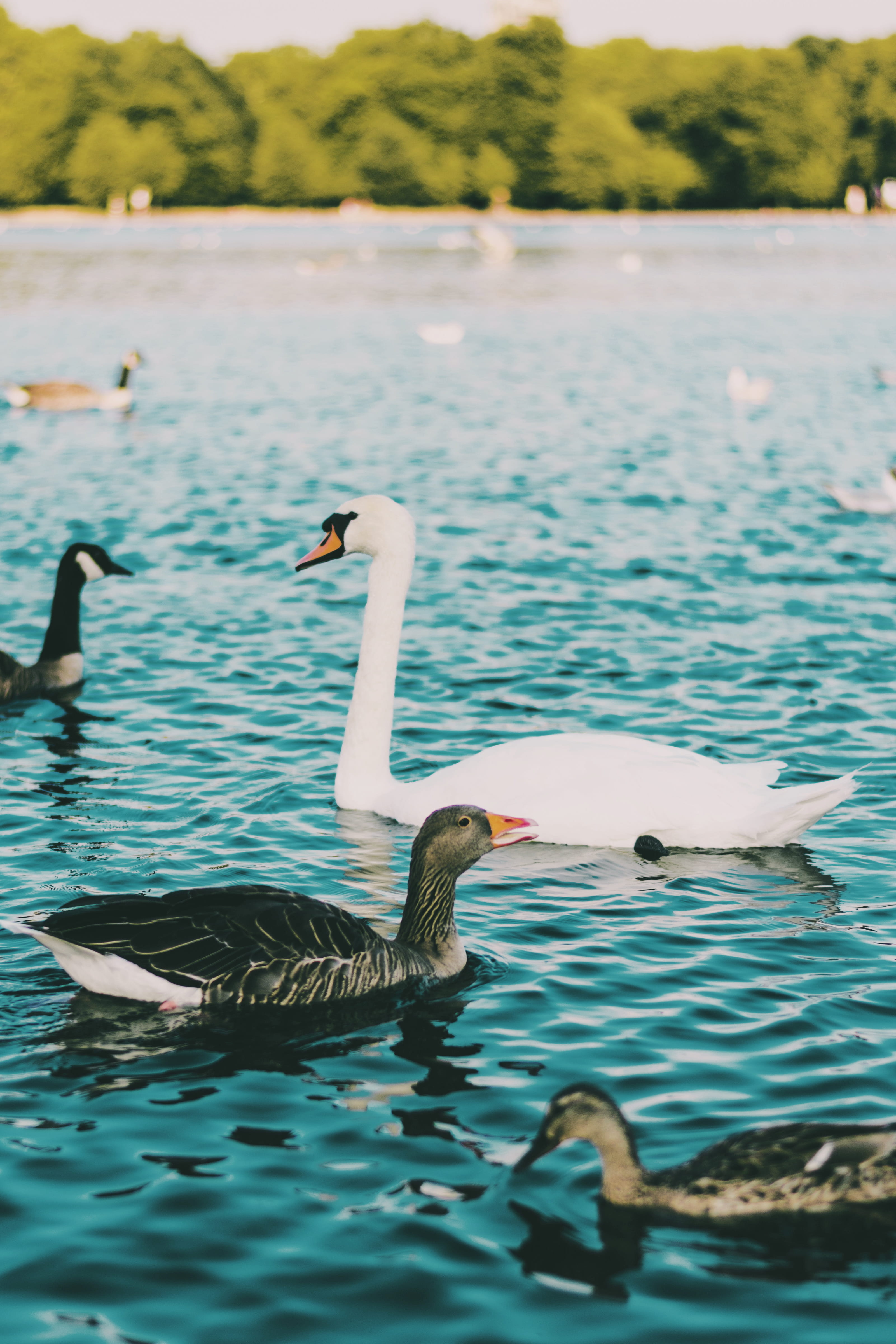 group of animals, lake, hyde park, water bird, waterfowl, sport, animals in the wild, no people, floating on water, leisure activities, sports, two animals, Phone HD Wallpaper