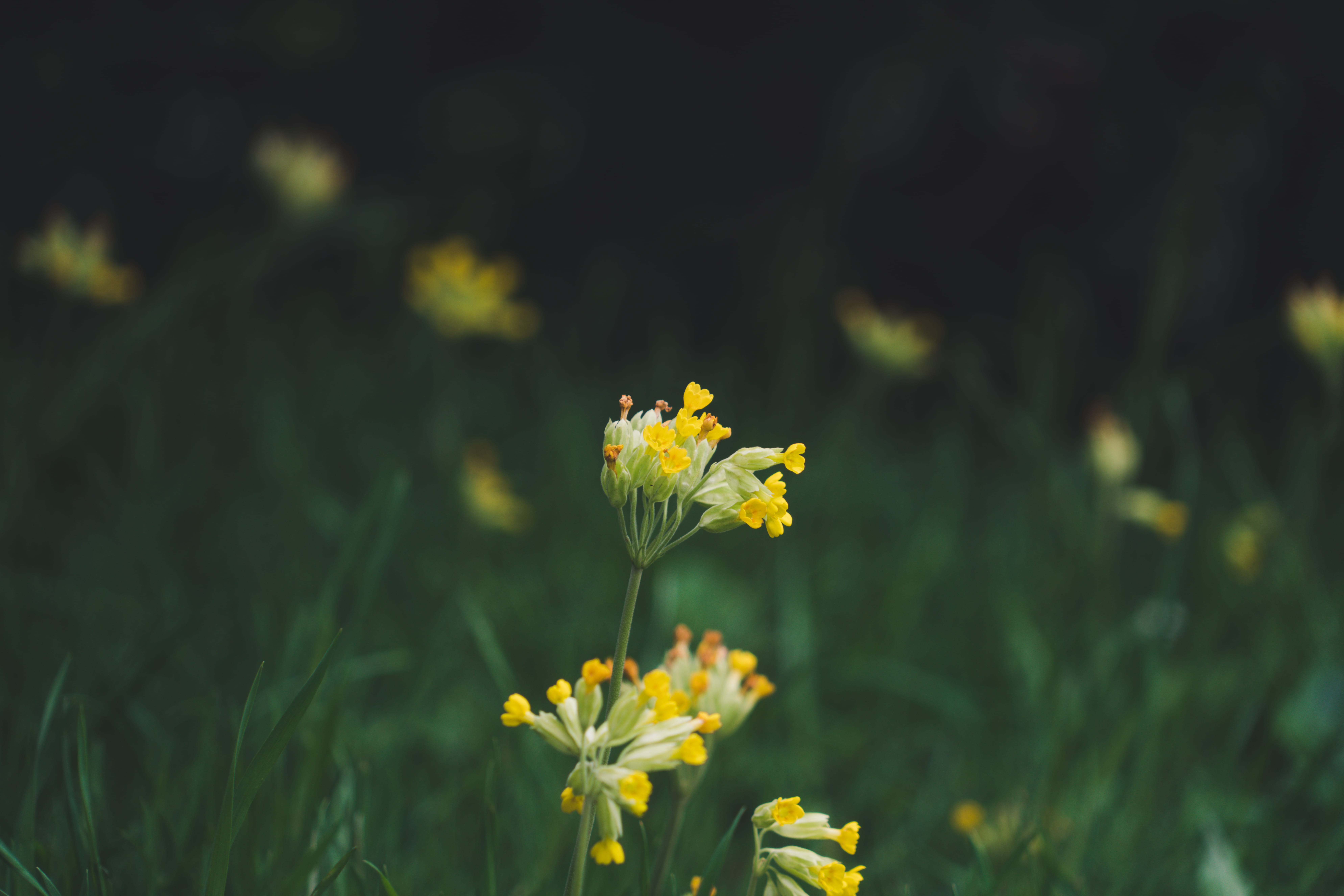 nature, springtime, sharp, outdoors, growth, petal, blurred background, inflorescence, flowers, 8K, united kingdom, no human, royal park, yellow flower, HD Wallpaper