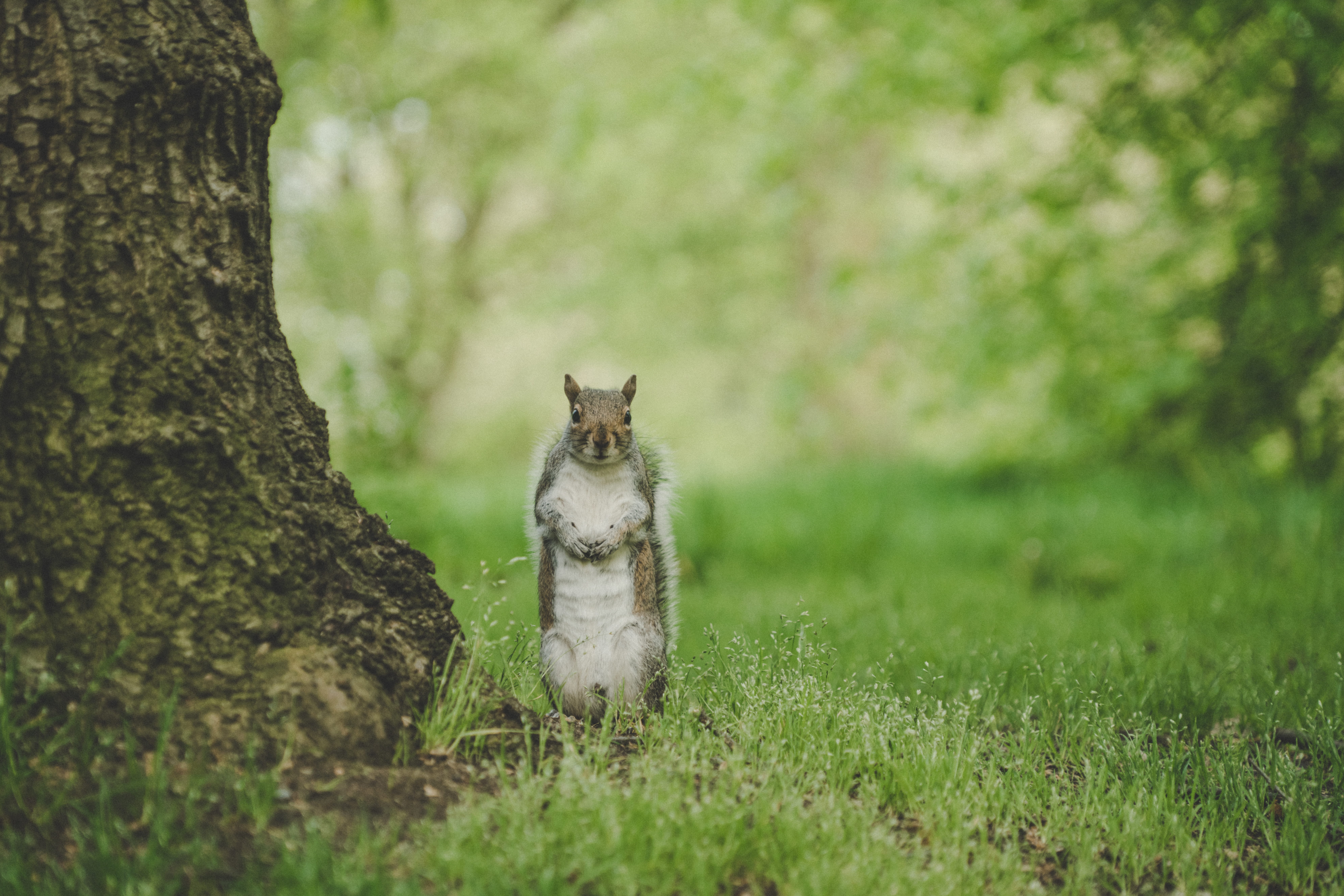 day, rodent, green, one animal, tree trunk, united kingdom, up, domestic animals, tree, canine, wallaby, no people, london, kangaroo, sitting, vertebrate, HD Wallpaper
