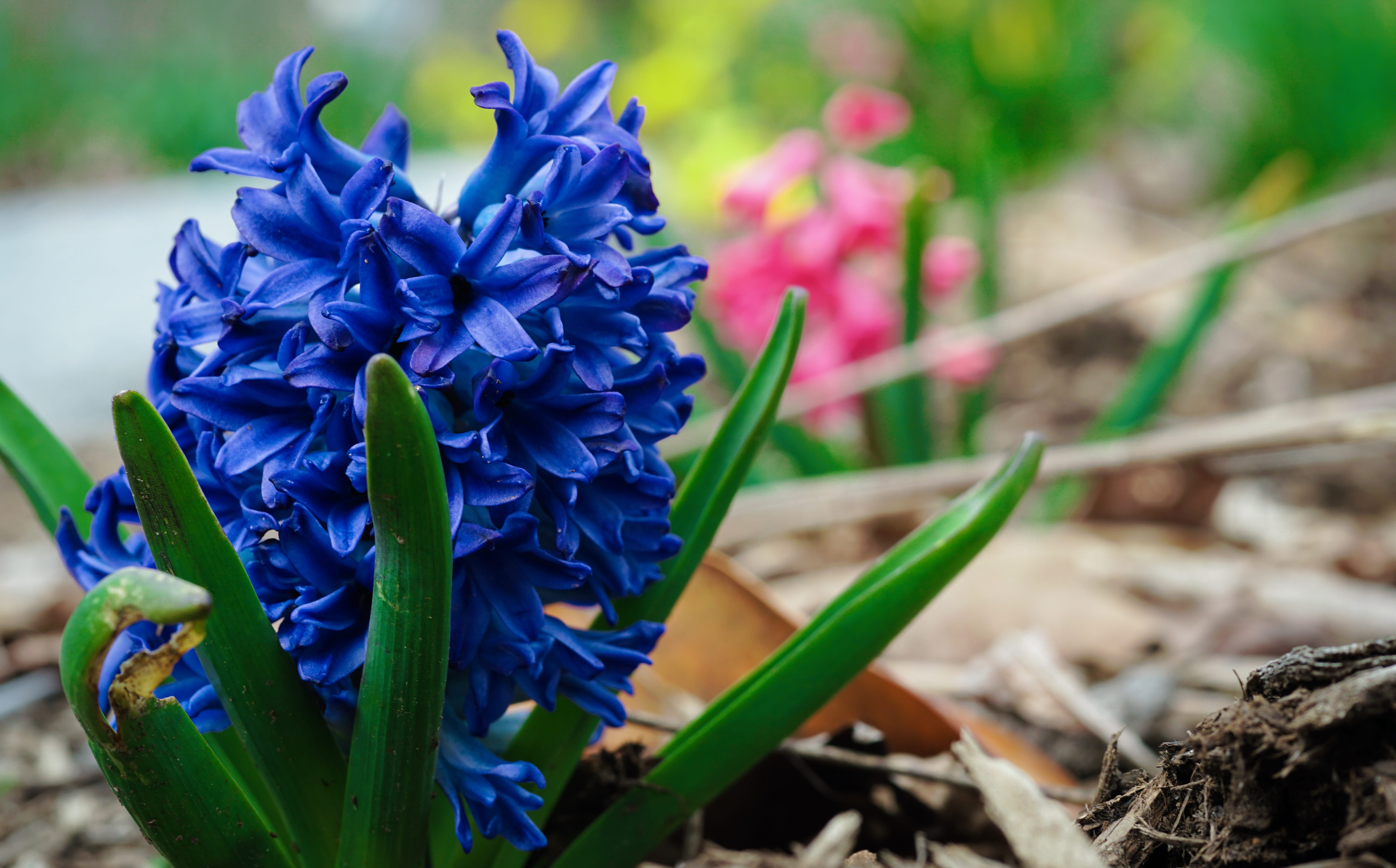 easter, freshness, nature, plant part, fragility, springtime, vulnerability, day, cincinnati, beautiful, bunch of flowers, no people, blue, growth, flowering plant, HD Wallpaper