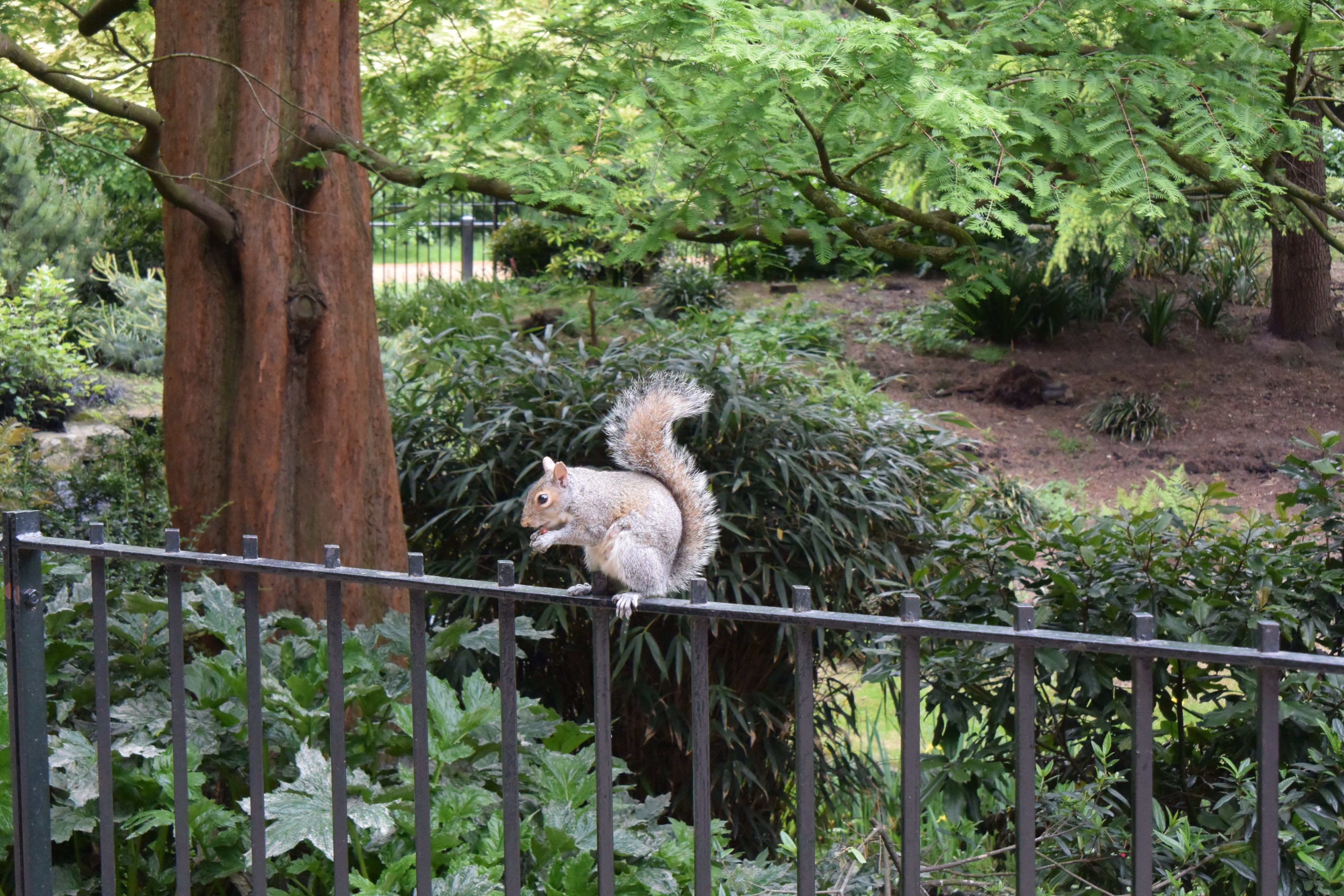 Squirrel, London, livestock, animals in the wild, park, one animal, herbivorous, plant, outdoors, vertebrate, wood, autumn, growth, spring, pets, nuts, HD Wallpaper