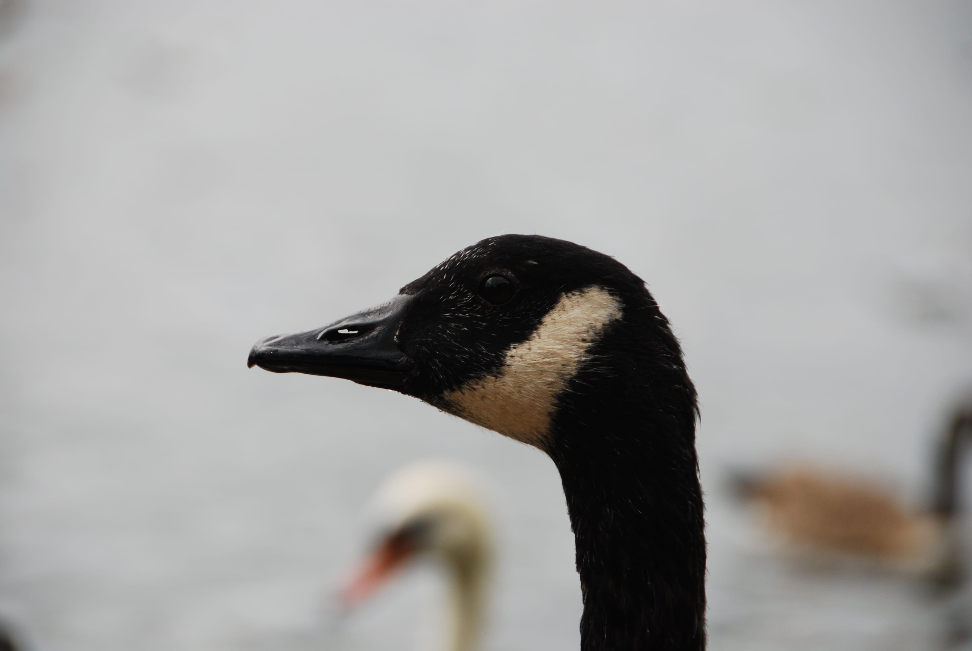 animal wildlife, close-up, animal eye, lake, animal neck, profile view, animals in the wild, hyde park, nature, animal, animal body part, water, beak, side view, HD Wallpaper