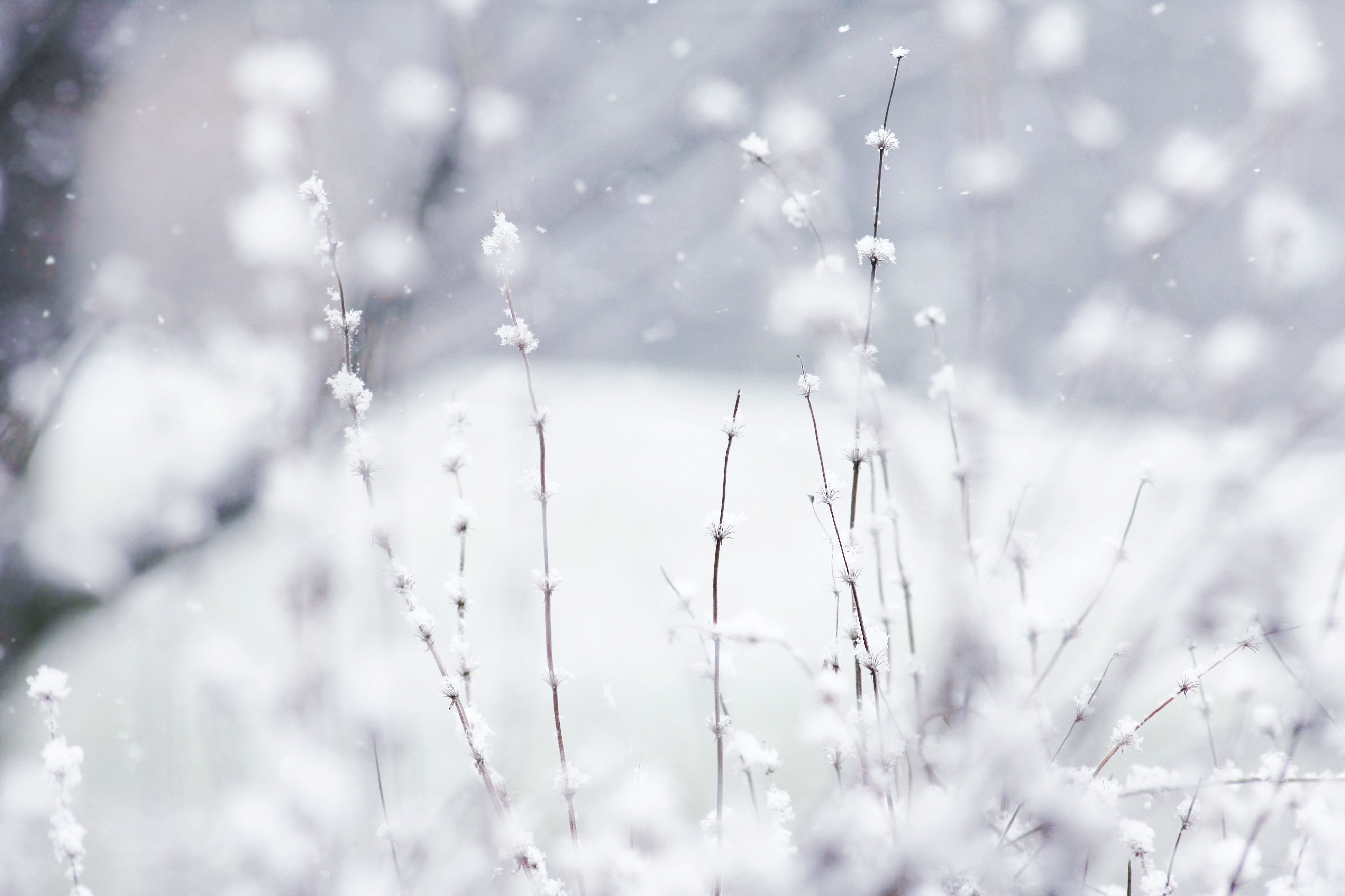 art, wonderland, hd, 4K, x, Winter, nature, HD Wallpaper
