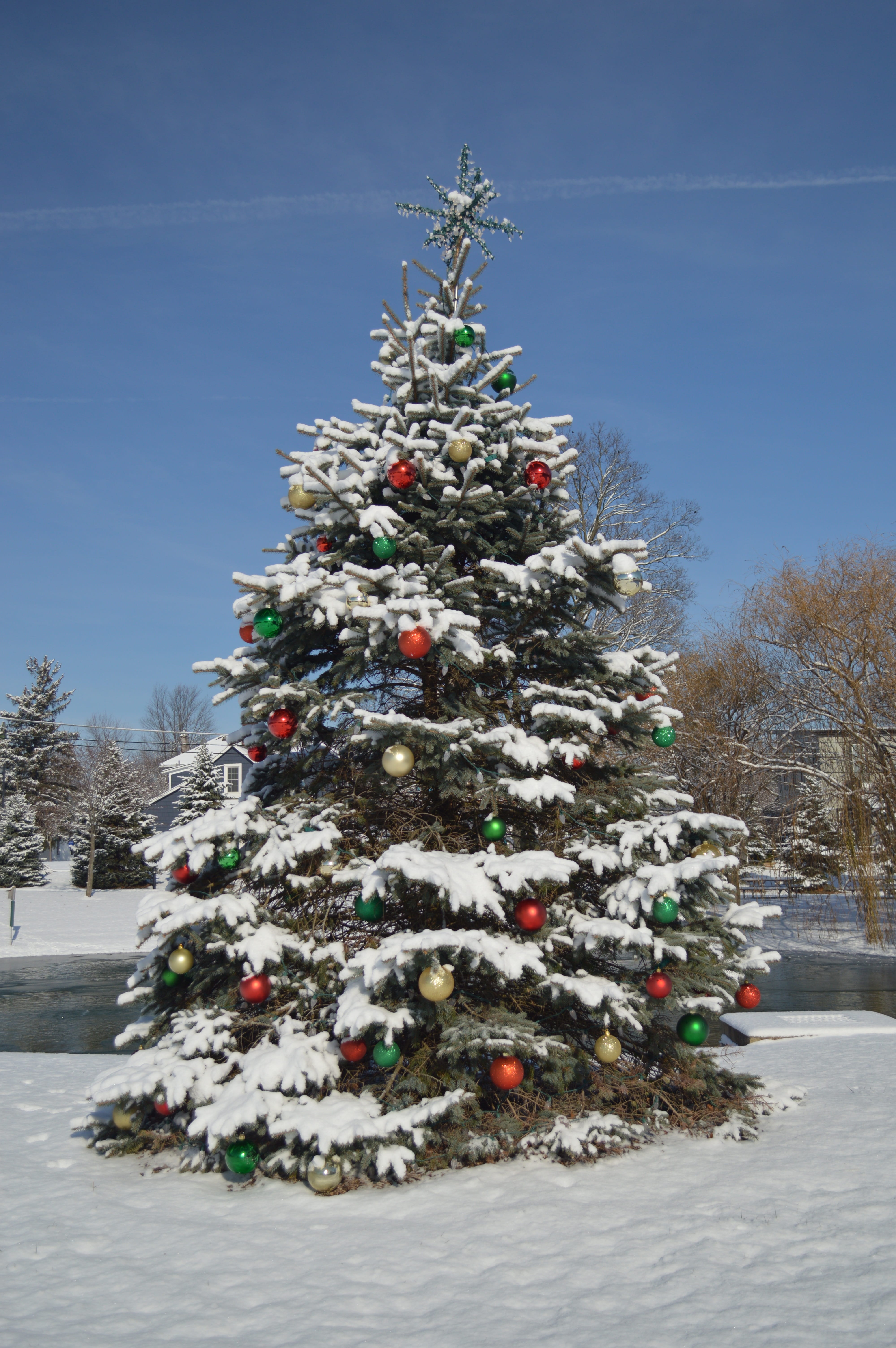 no people, winter, cold temperature, winter wonderland, christmas, christmas snow, plant, spruce, pine, tree, Christmas tree, seasons greetings, celebration, Phone HD Wallpaper