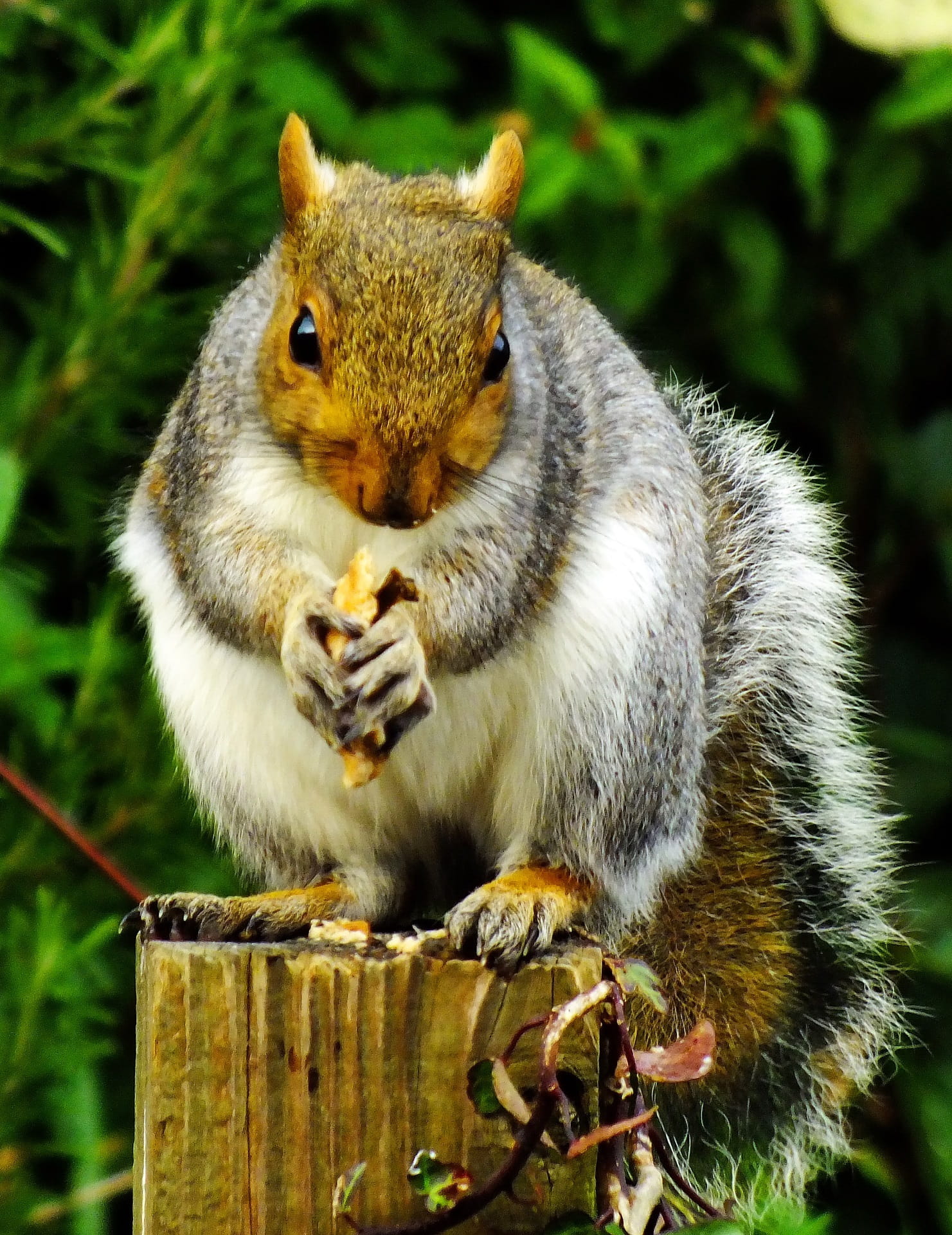 downy, close, vertebrate, holding, animals in the wild, animal wildlife, eastern grey squirrel, looking, post, grey, fur, sitting, day, food, whisker, furry, Phone HD Wallpaper