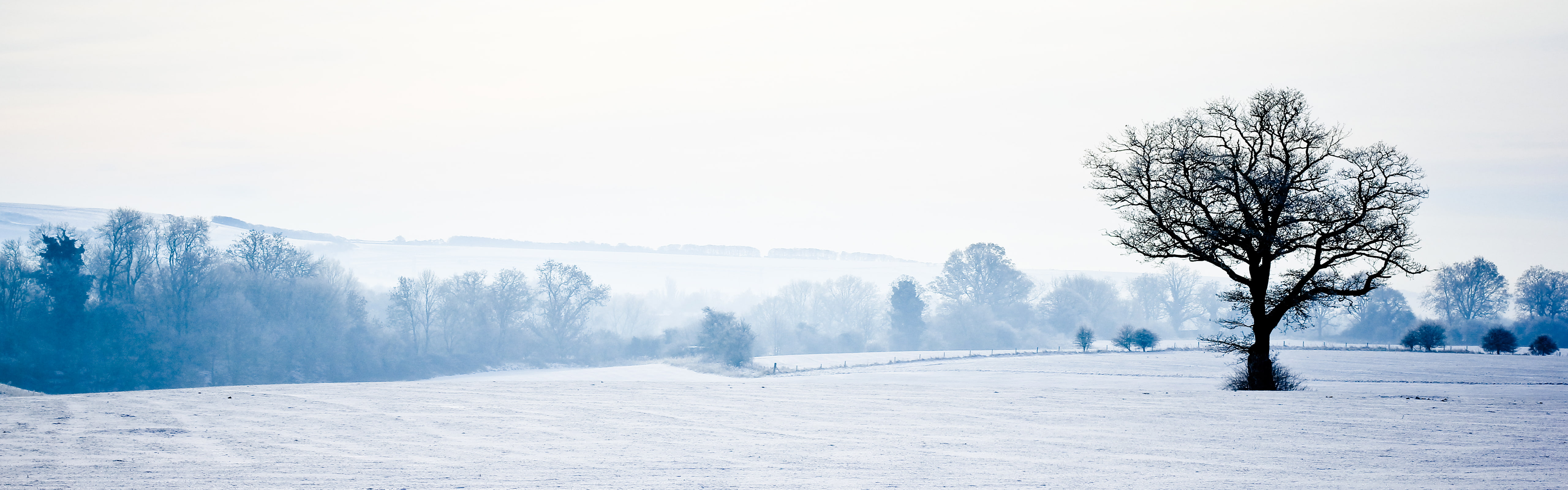 white, 5K, coniferous tree, fog, frozen, white color, tree, outdoors, nature, tranquility, snow, tranquil scene, plant, scenics - nature, evergreen tree, HD Wallpaper