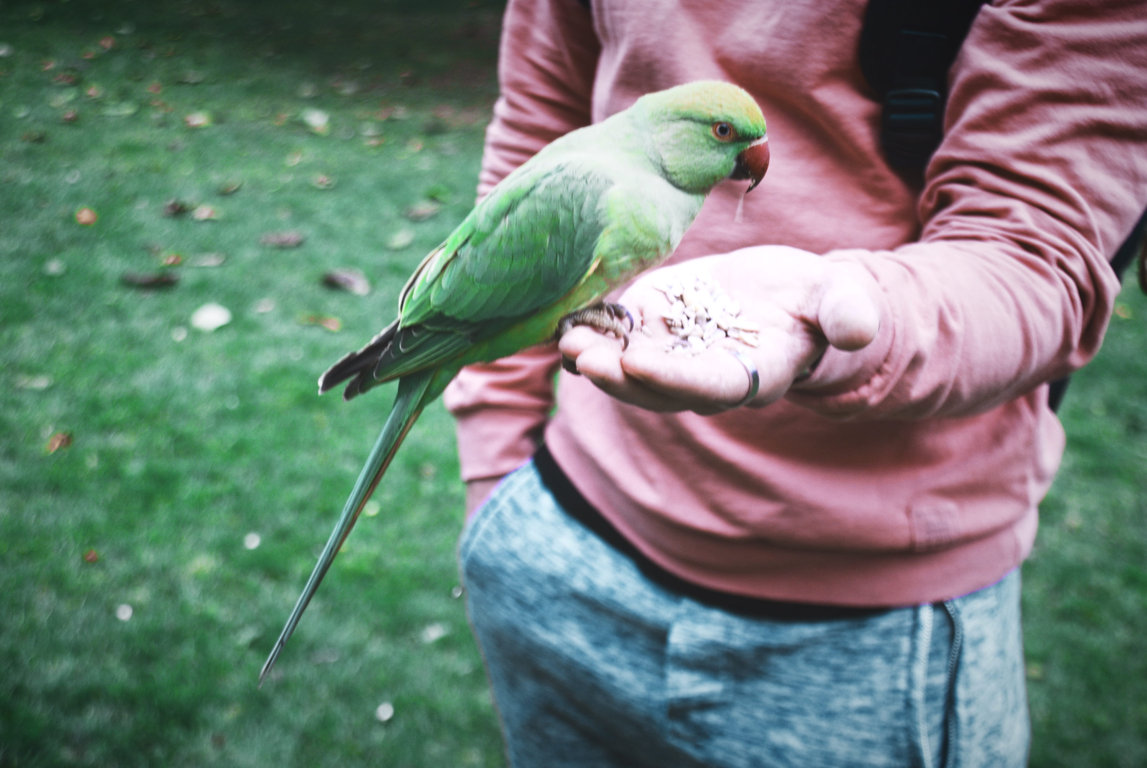one animal, vertebrate, outdoors, human hand, real people, hand, united kingdom, beak, human body part, london, parrot, perching, hyde park, one person, HD Wallpaper