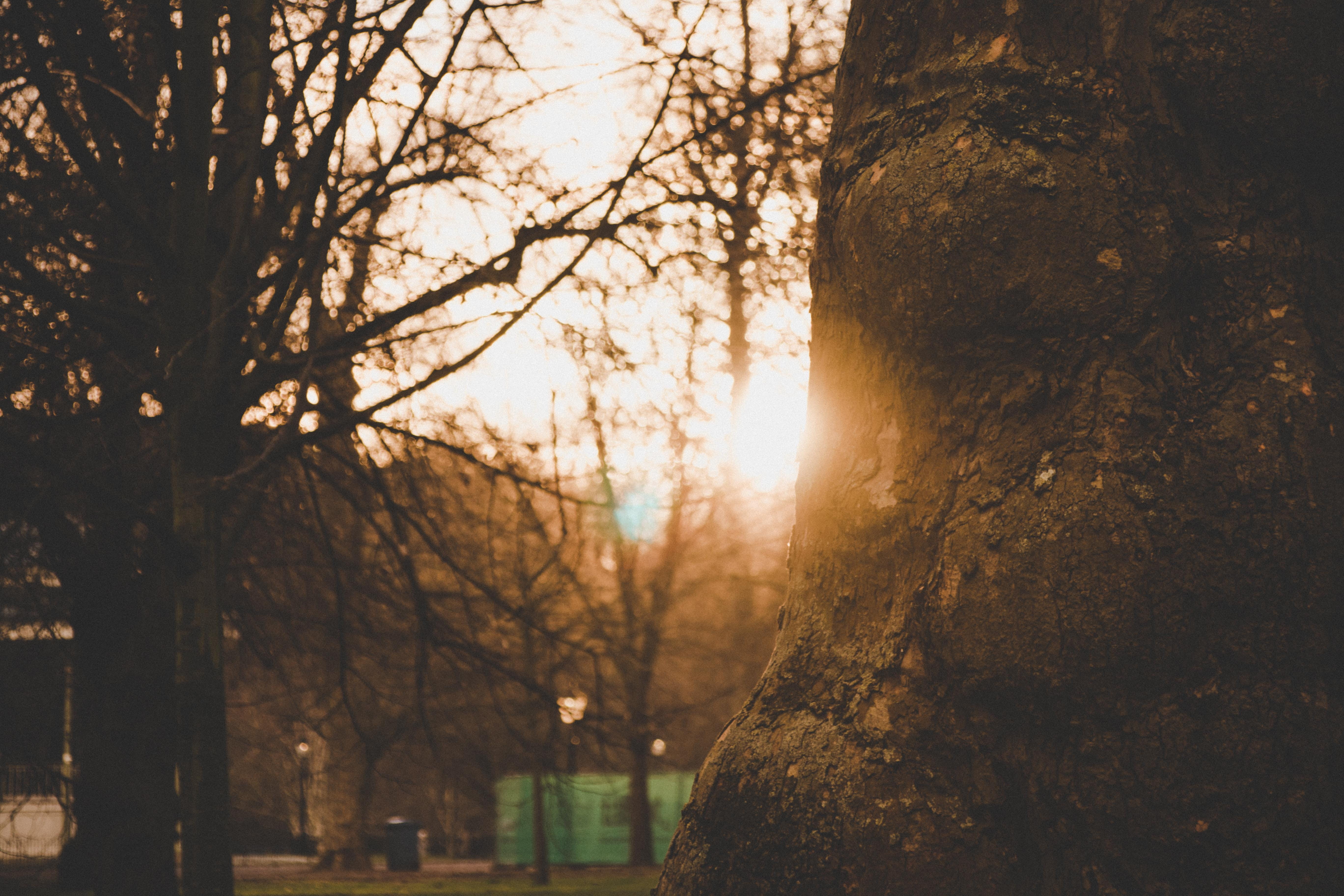 paulnic, united kingdom, tree, bare tree, beauty in nature, day, hyde park, outdoors, hyde, canoneos70d, nature, streaming, trunk, photography, forest, HD Wallpaper