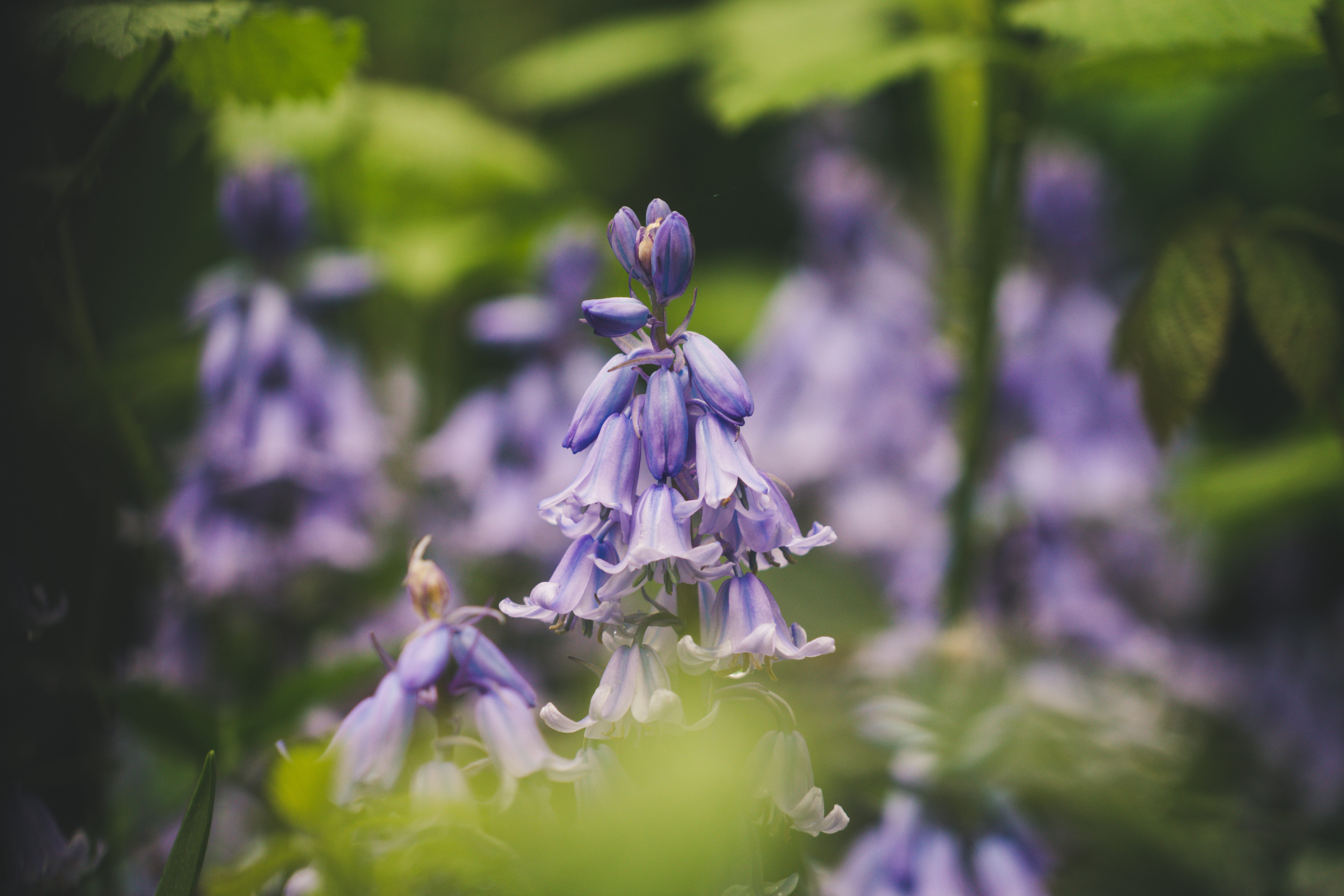 petal, freshness, united kingdom, violet, nature, selective focus, day, animal, green, aquilegia, flora, outdoors, park, bluebell, growth, london, blossom, HD Wallpaper