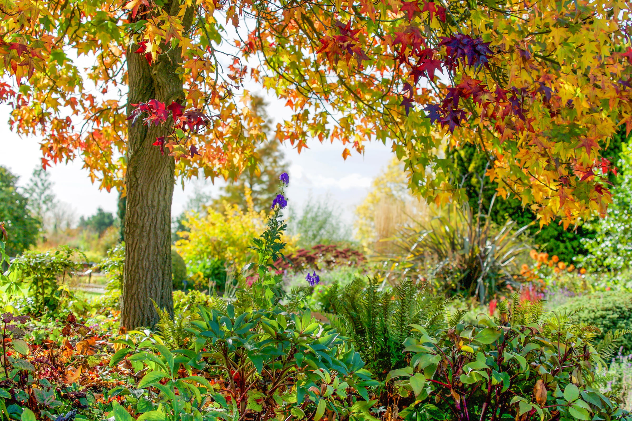 flowers, 1080P, autumn, Park, Rettendon, tree, RHS Garden Hyde Hall, Essex, England, HD Wallpaper