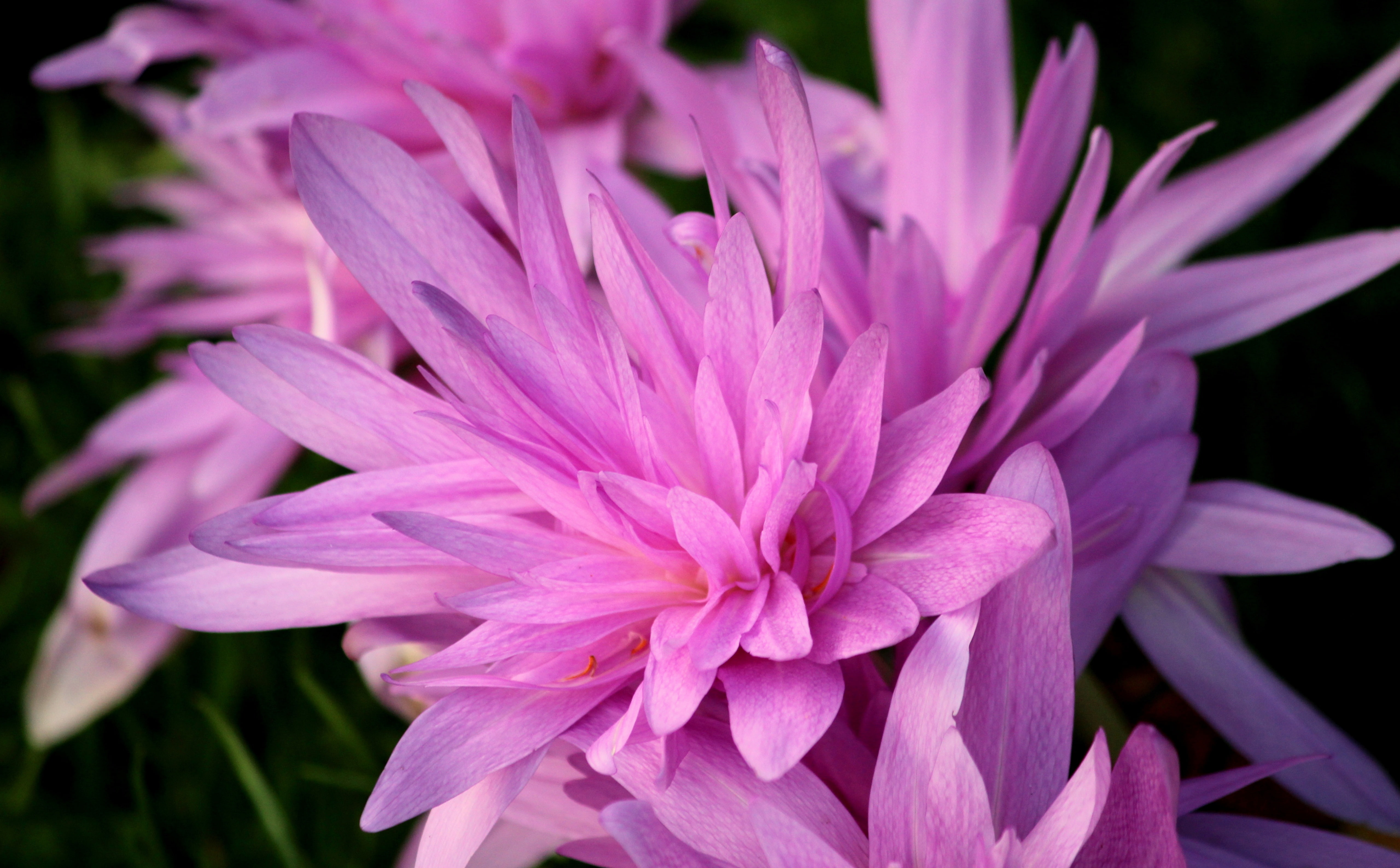 freshness, botany, inflorescence, purple, 5K, day, beauty in nature, flow, no people, blossom, pollen, close-up, springtime, flower head, park, Flowers, HD Wallpaper
