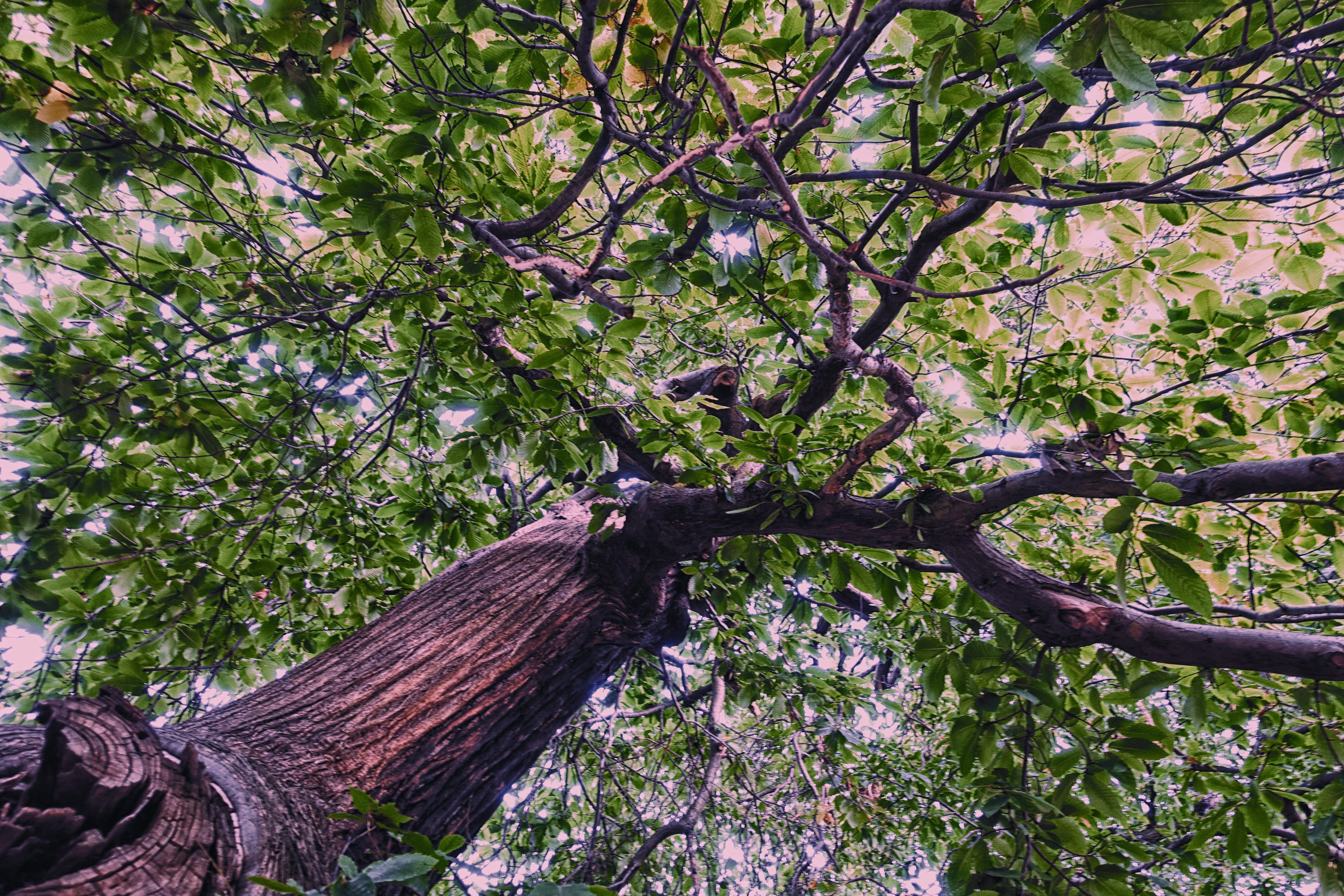 travel, low angle view, spring, ancient, beauty in nature, forest, branch, park, wood - material, united kingdom, leaves, london, springtime, flowering plant, HD Wallpaper