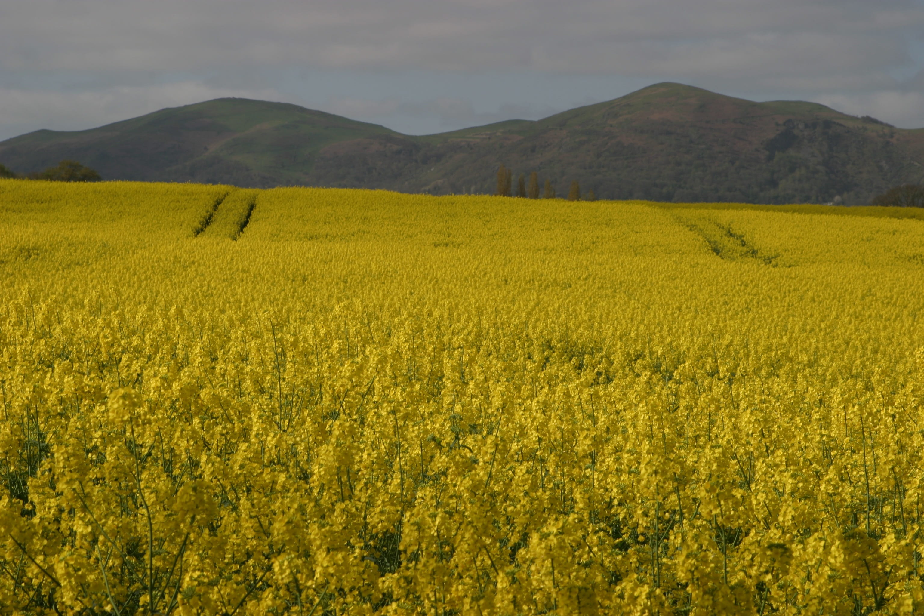 plant, beauty in nature, rape seed fields, farm, malvern hills, agriculture, tranquility, outdoors, flower, flowering plant, field, scenics - nature, oilseed rape, HD Wallpaper
