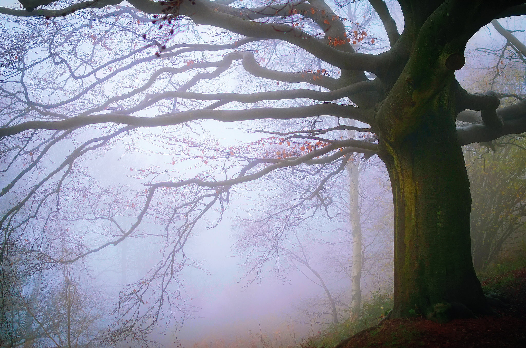 autumn, England, fog, forest, November, 1080P, Malvern Hills, HD Wallpaper