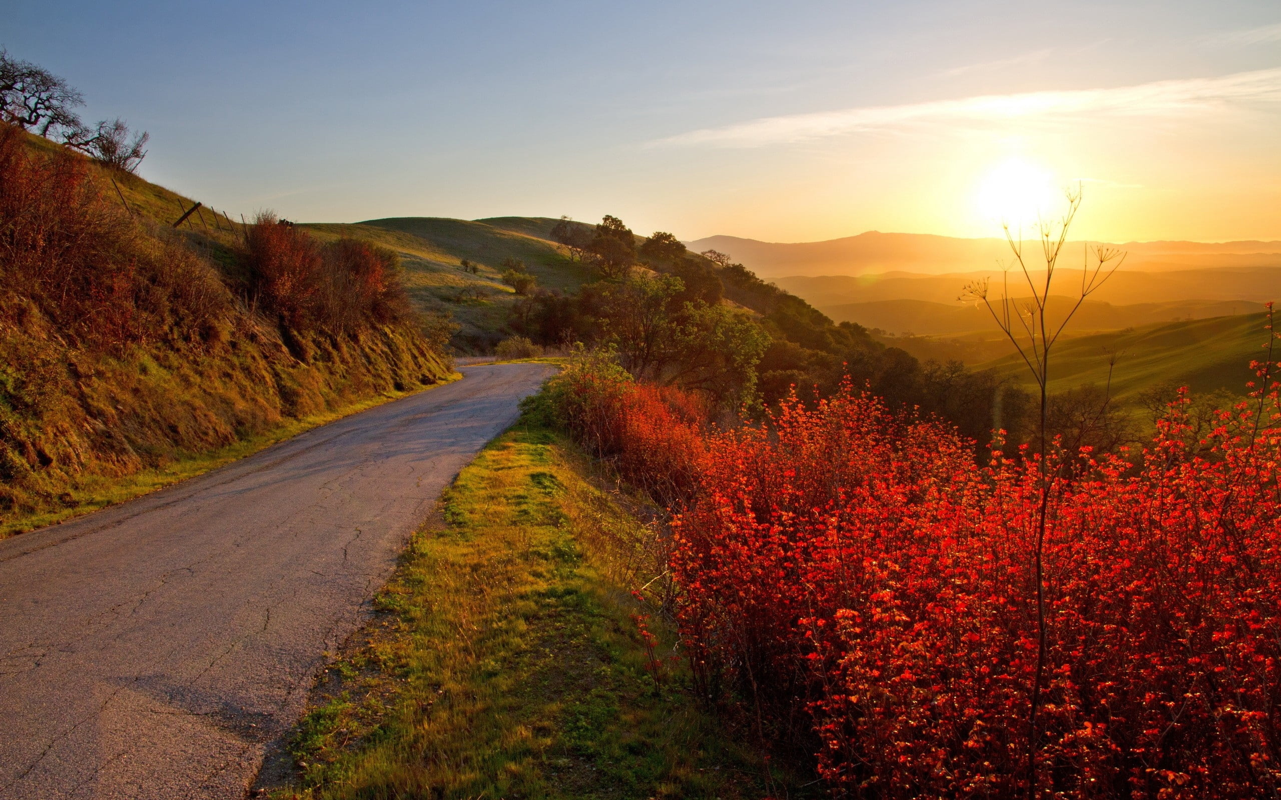 day, tree, sunrise - Dawn, scenics - nature, non-Urban Scene, forest, valley, the way forward, travel, morning, rural Scene, 2K, plants, yellow, flower, HD Wallpaper