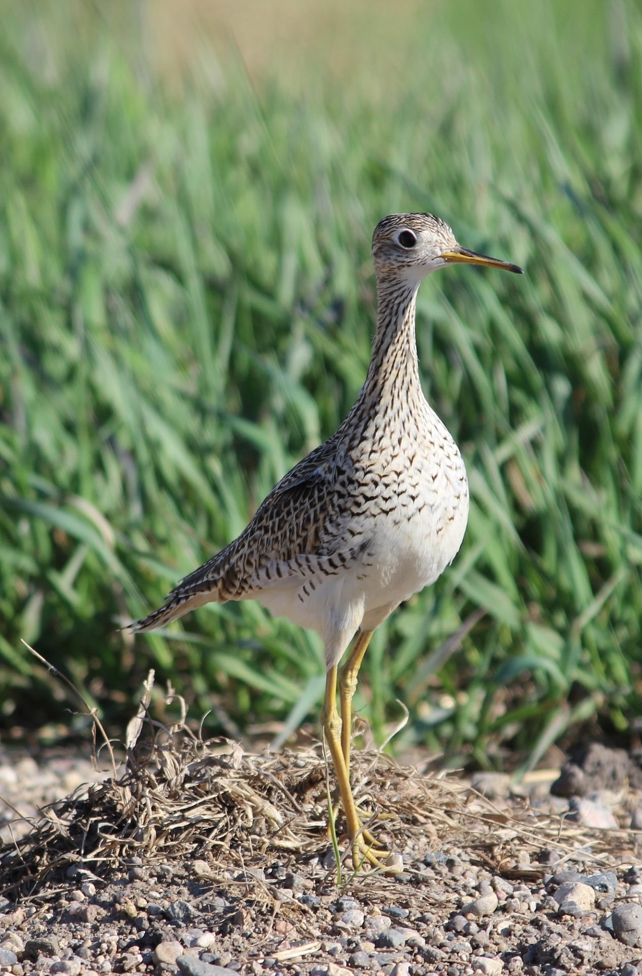 walking, one animal, field, wildlife, bartramia longicauda, animal, upland sandpiper, animals in the wild, land, full length, papabotte, nature, perching, Phone HD Wallpaper
