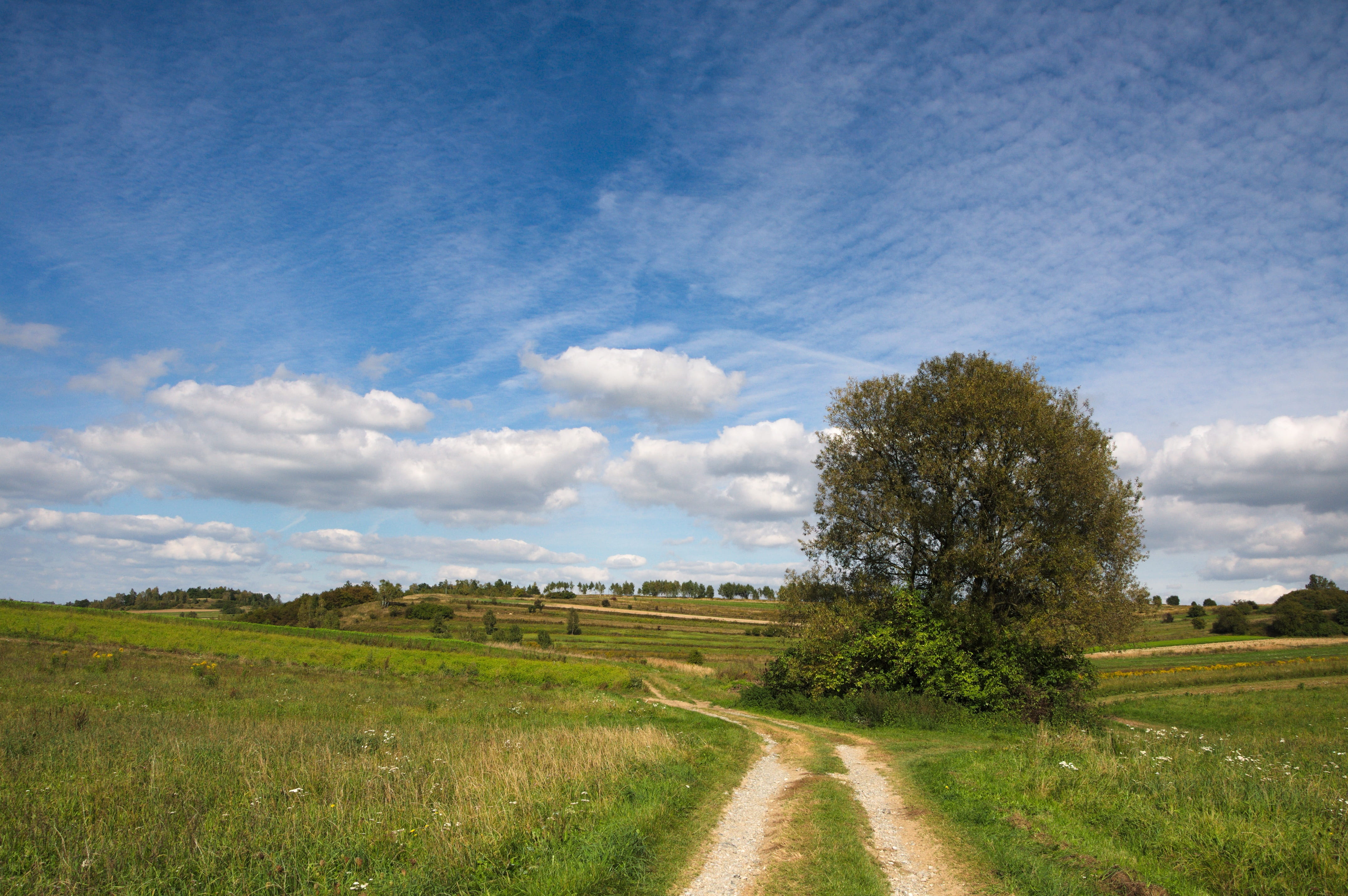 blue, field, krakow-czestochowa upland, nature, road, the way forward, direction, no people, diminishing perspective, tree, beauty in nature, scenics, Landscape, HD Wallpaper