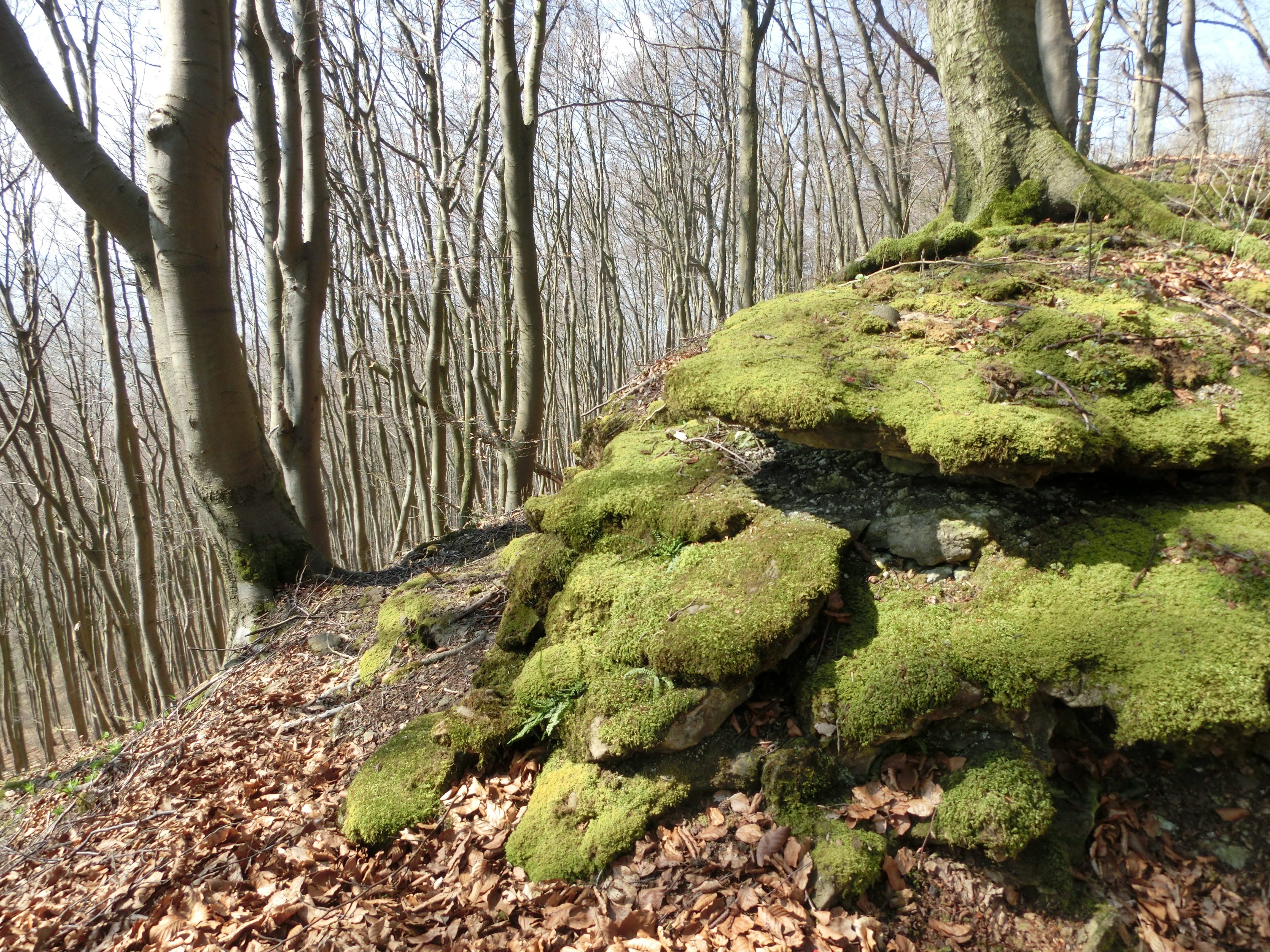 Moss, outdoors, non-urban scene, paschenburg, trunk, weser uplands, no people, plant, scenics - nature, green color, tranquil scene, 4K, branch, tree, HD Wallpaper