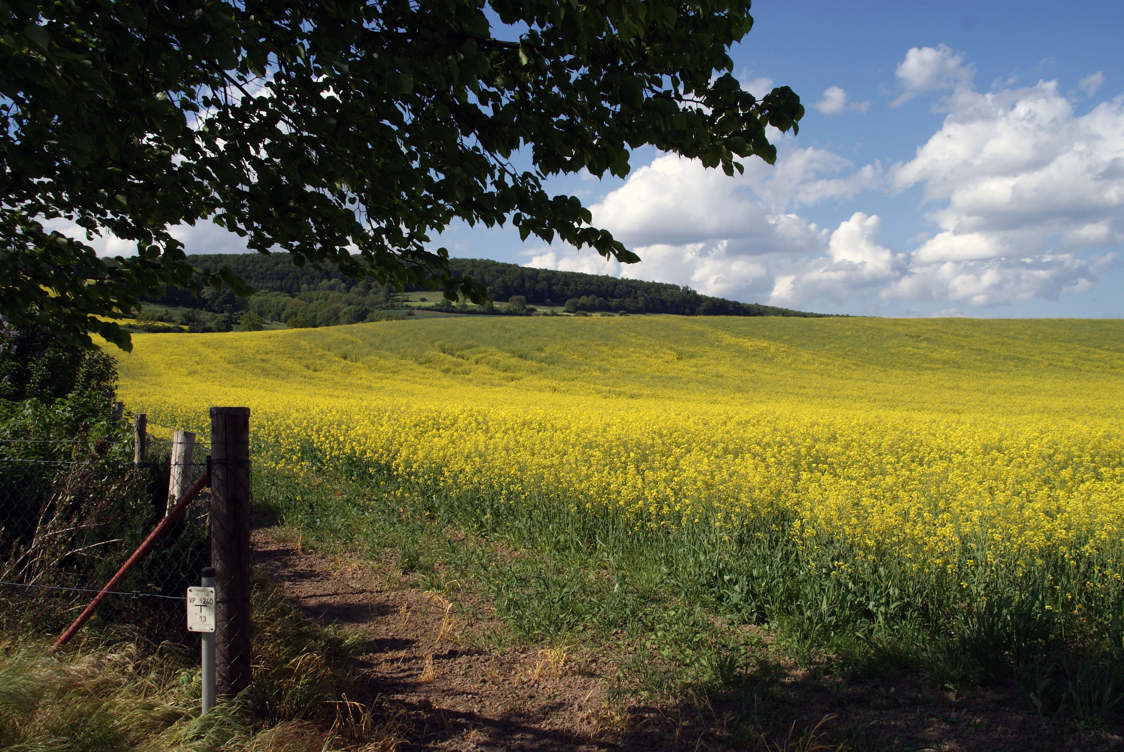 cloud - sky, agriculture, growth, tree, environment, sky, nature, yellow, outdoors, scenics - nature, green color, landscape, Field, Oilseed Rape, tranquil scene, HD Wallpaper