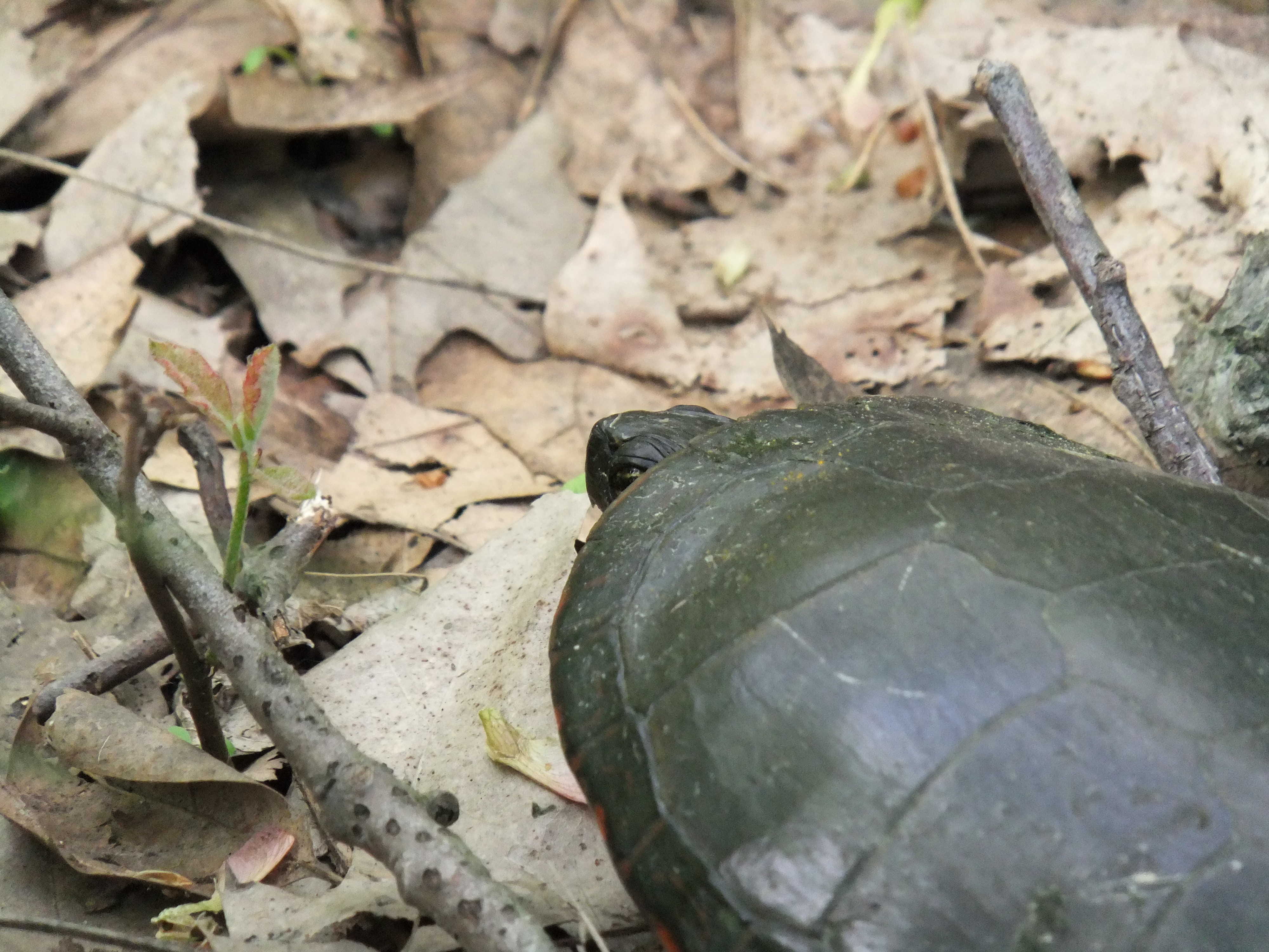 animals, land, one animal, coast, turtles, see, painted, leaf, outdoors, high angle view, checking, 4K, plant, animal, dry, day, reptiles, animal themes, HD Wallpaper