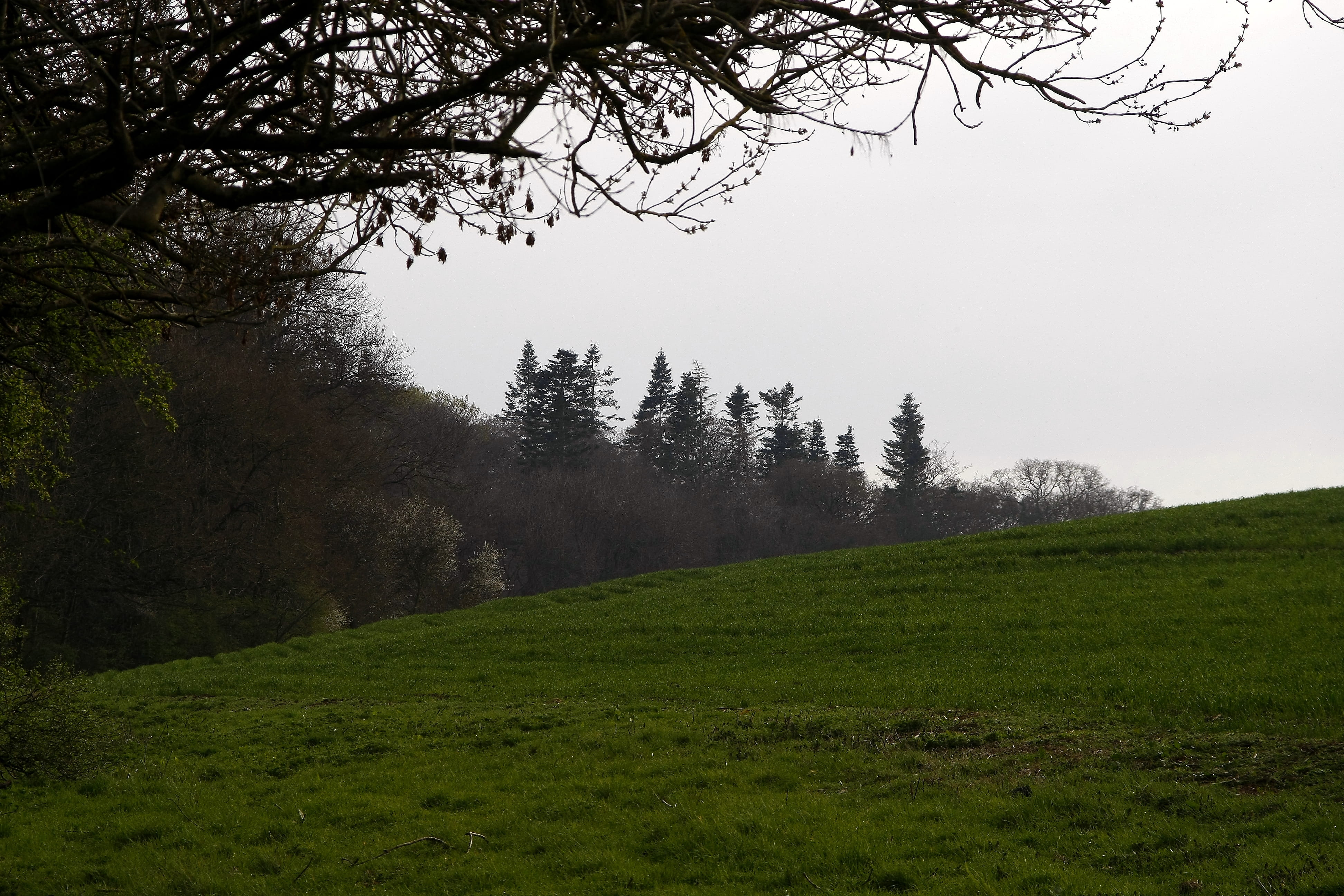 countryside, no people, green color, rural, tranquility, environment, tree, fog, nature, meadow, 4K, tranquil scene, abies, grassland, day, pasture, farm, HD Wallpaper