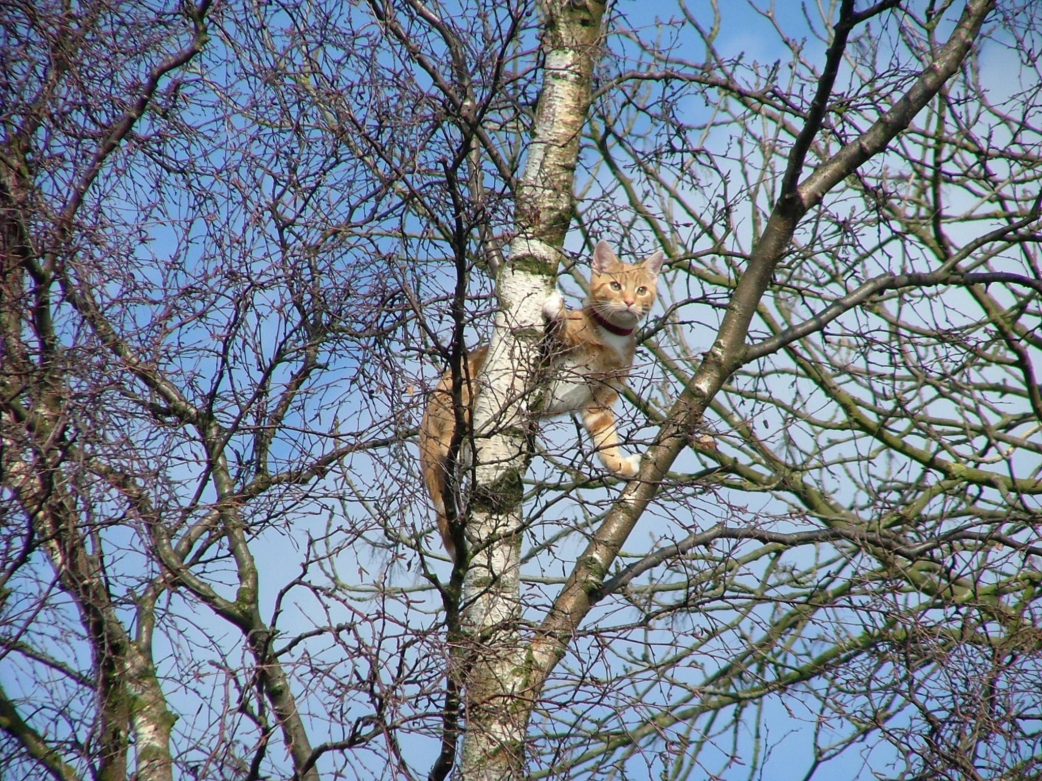 one animal, vertebrate, no people, day, sky, west midlands, outdoors, bare tree, ginger, branch, stuck, animals in the wild, animal wildlife, low angle view, HD Wallpaper