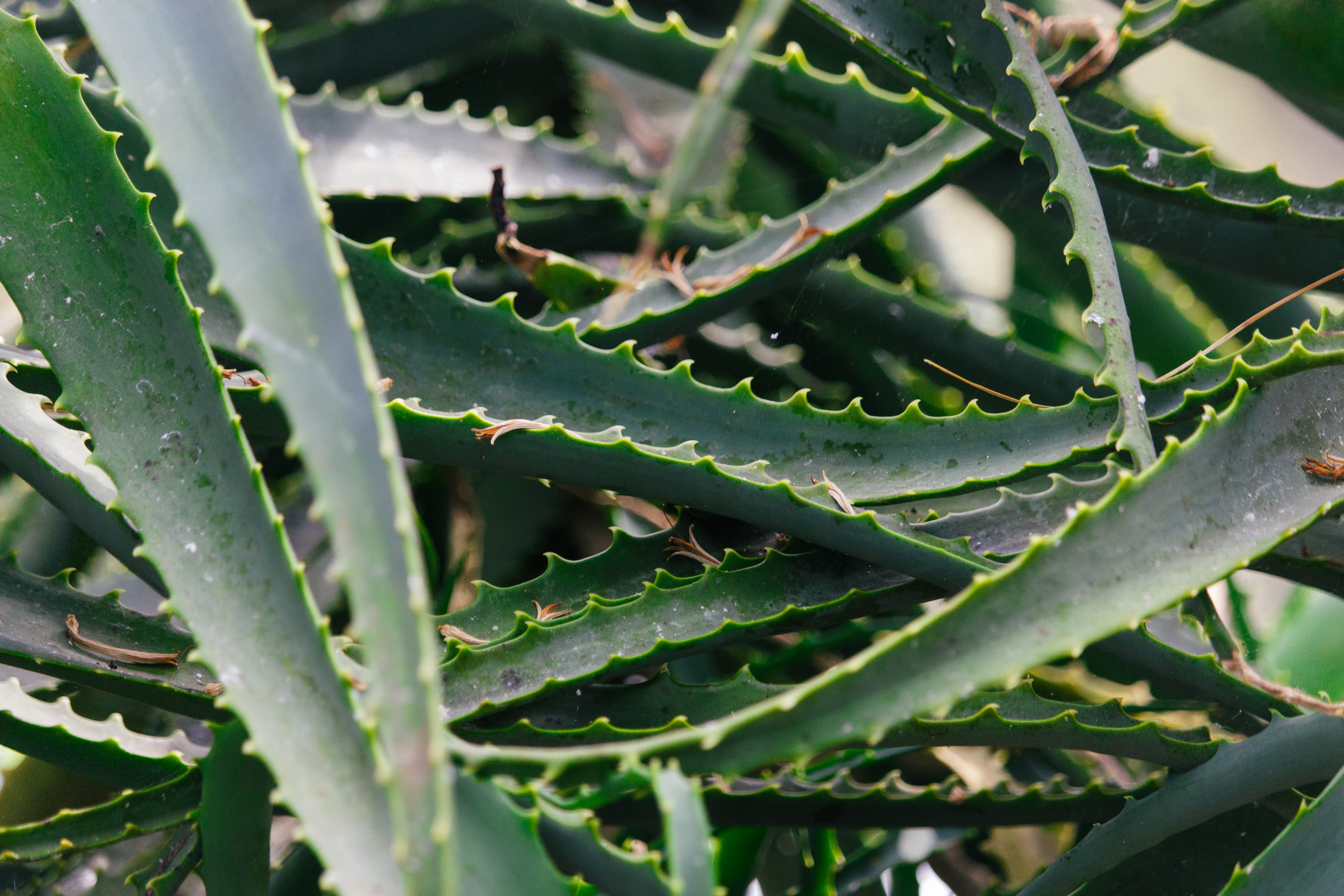 outdoors, nature, cactus, jungle, green color, land, plant part, beauty in nature, texture, medicine, full frame, vegetation, aloe vera plant, rainforest, HD Wallpaper